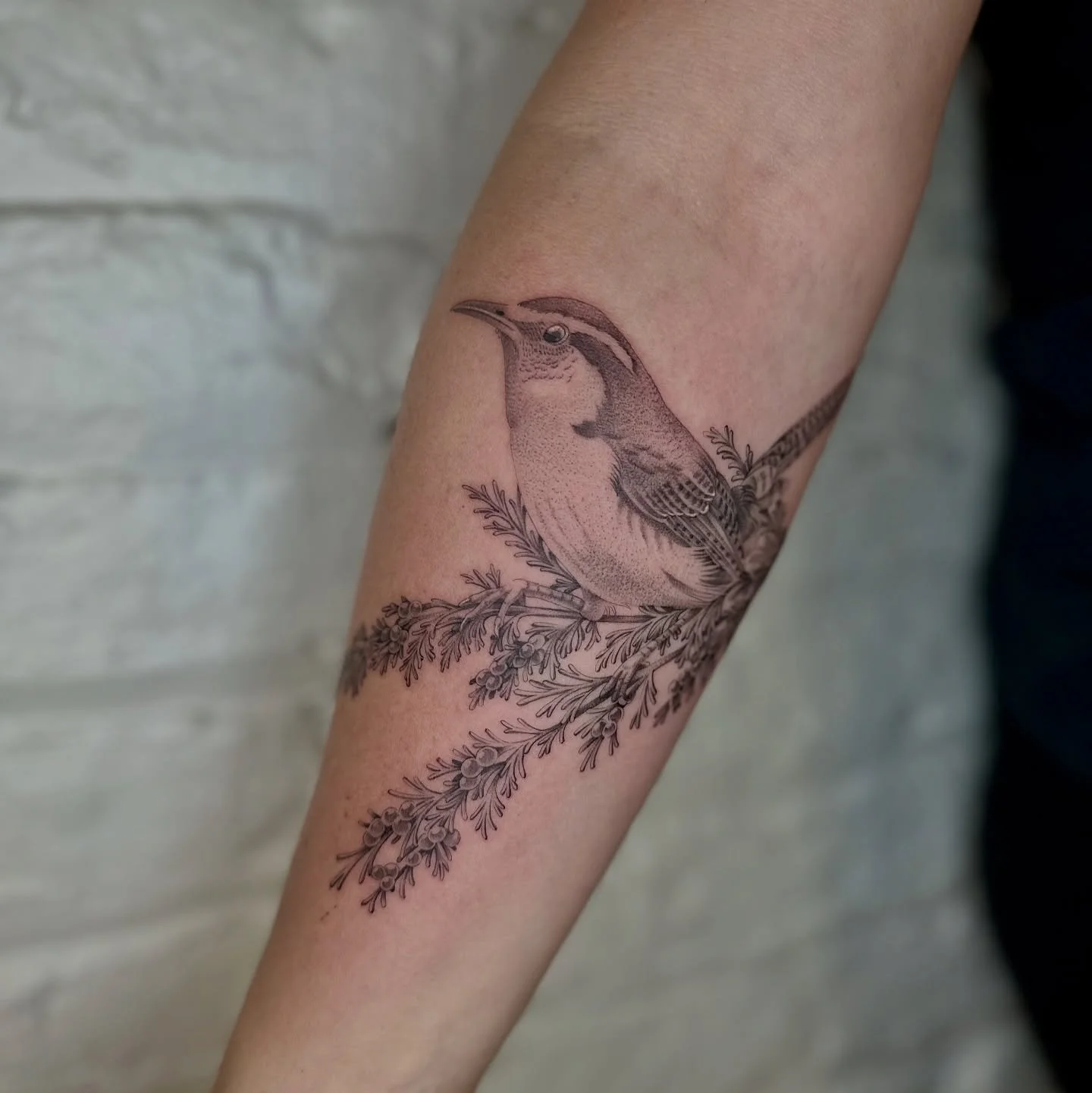 Carolina wren perched on a juniper branch 🐦✨ A beautiful and unique way to represent her two children &mdash; I love when clients find creative symbolism for family tattoos. 💕

Birds come in so many shapes, colors, and patterns. I&rsquo;d love to t