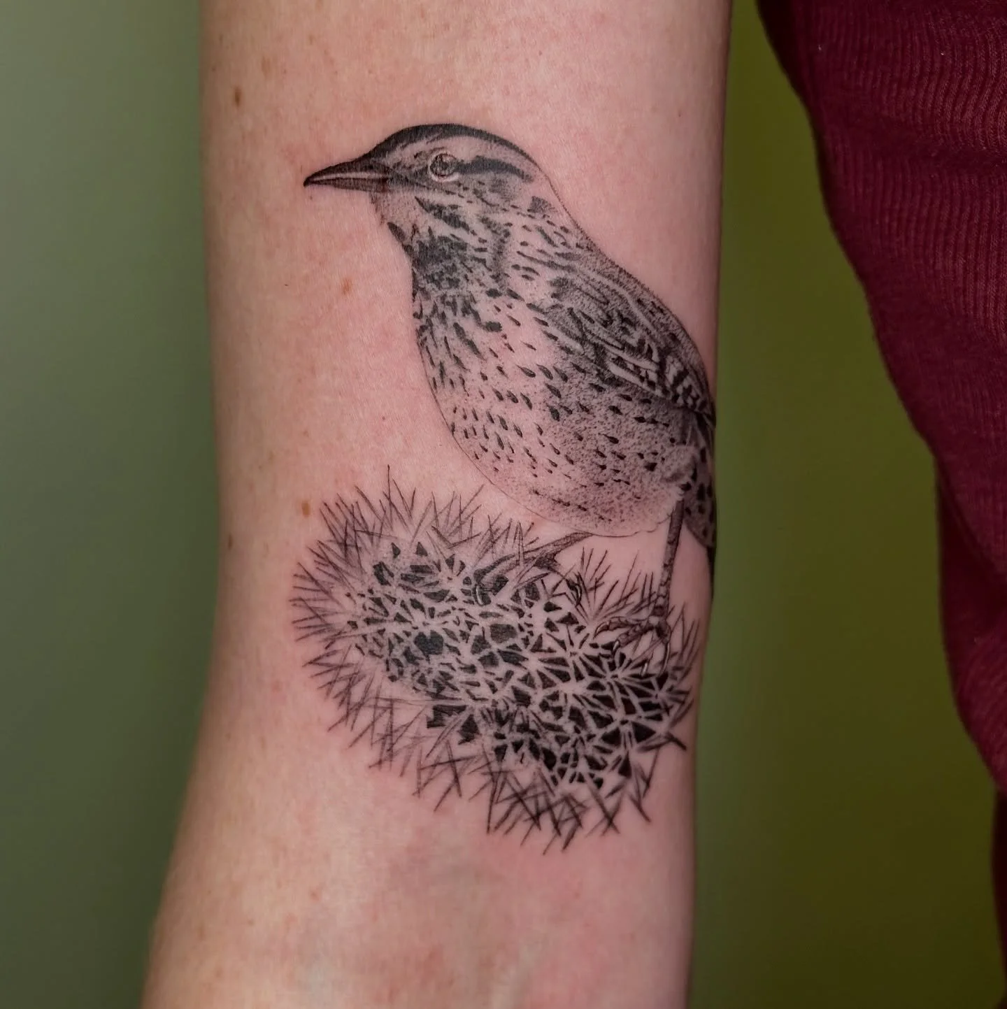 A cactus wren perched on a teddy bear cholla 🌵✨ Capturing this cactus was such a fun challenge &mdash; I&rsquo;ve never been asked to tattoo one quite like this!

Fun fact: cactus wrens actually build their nests inside cholla cacti for protection. 