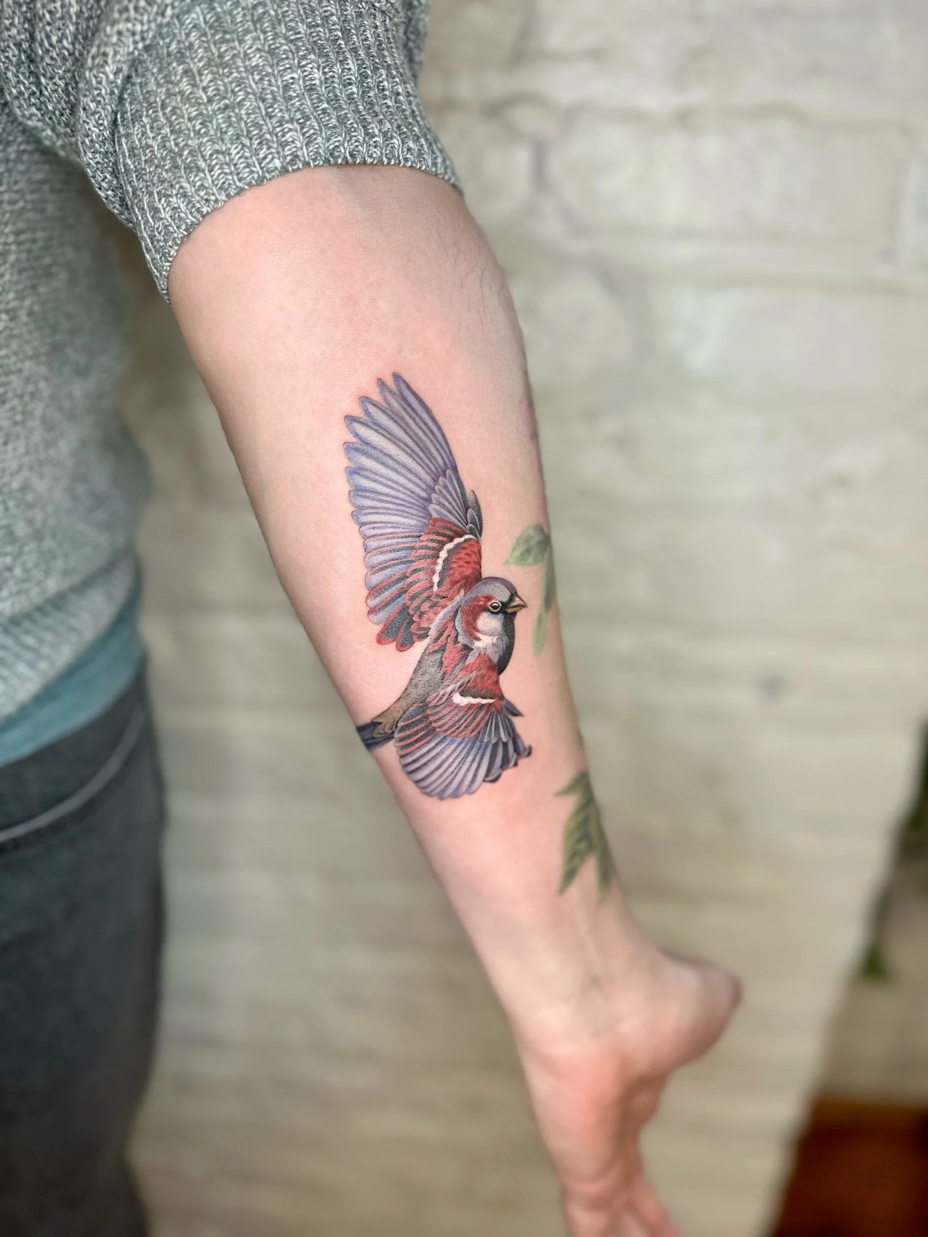 Male House Sparrow Tattoo – Color Bird Tattoo by Emily May Tattoos