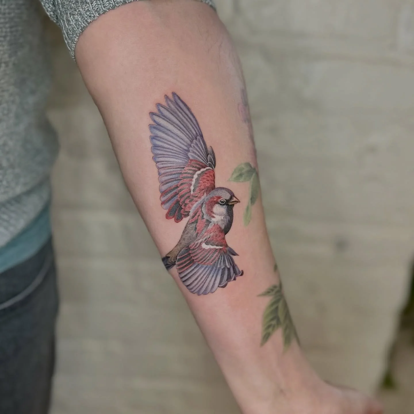A colorful male house sparrow 🐦🌿
Just one chapter of what will eventually become a full color half sleeve.

Large-scale projects deserve appreciation at every stage &mdash; it&rsquo;ll never look like this again. This garden is only going to grow b