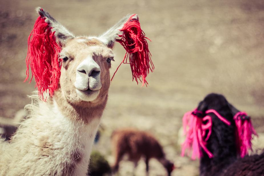 llamas-in-peru_925x (1).jpg