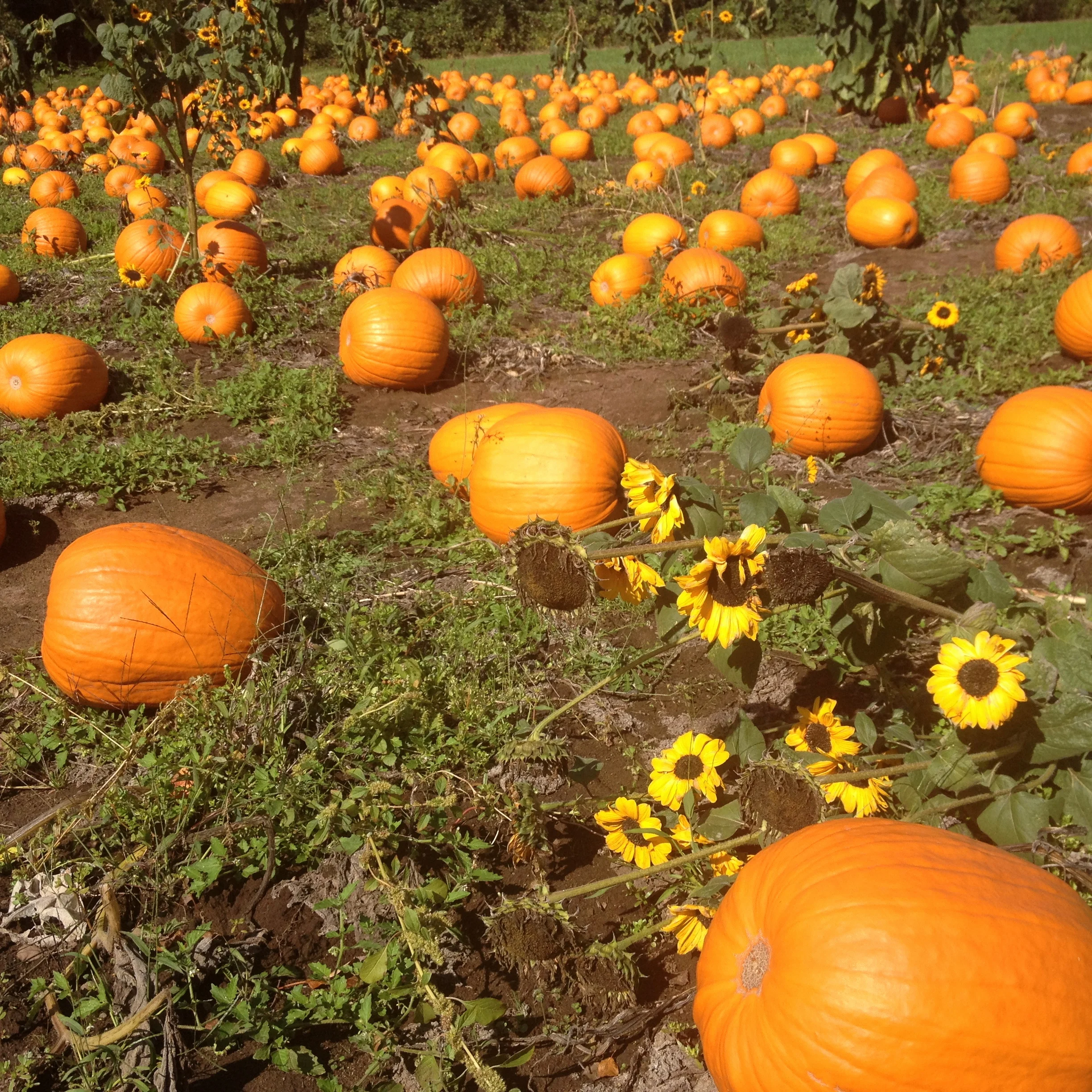 Newsletter October 9, 2019