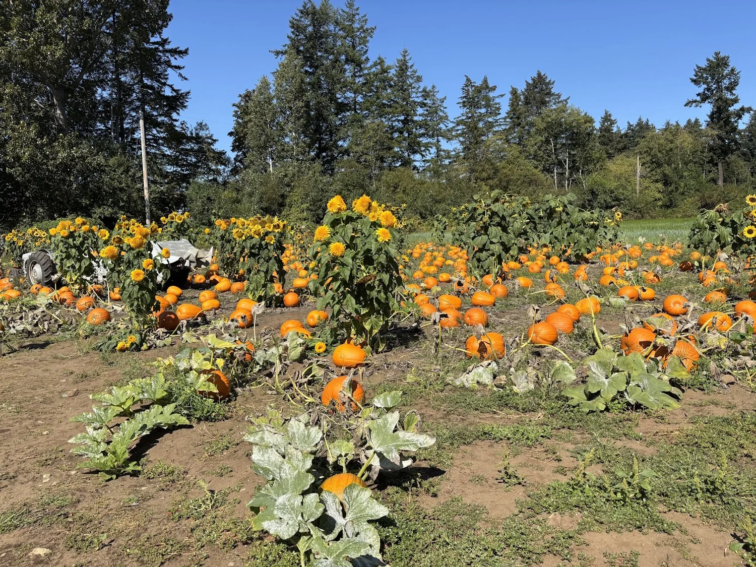 Newsletter September 16, 2026