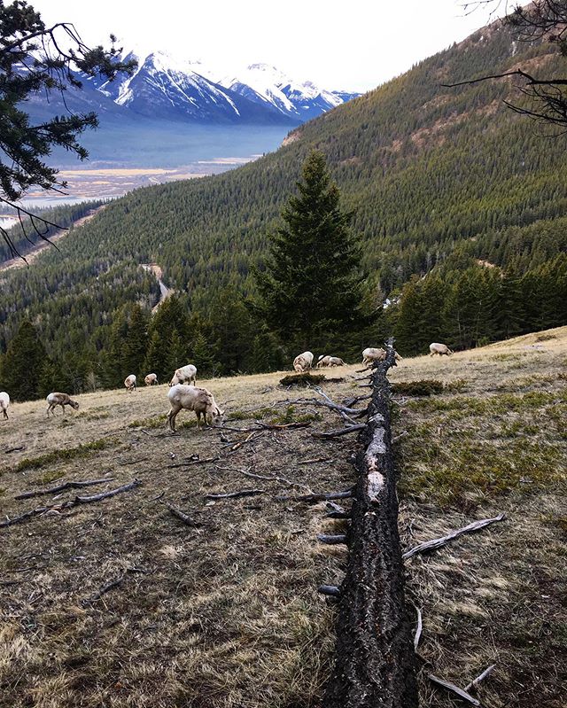 🗻🐏🌲