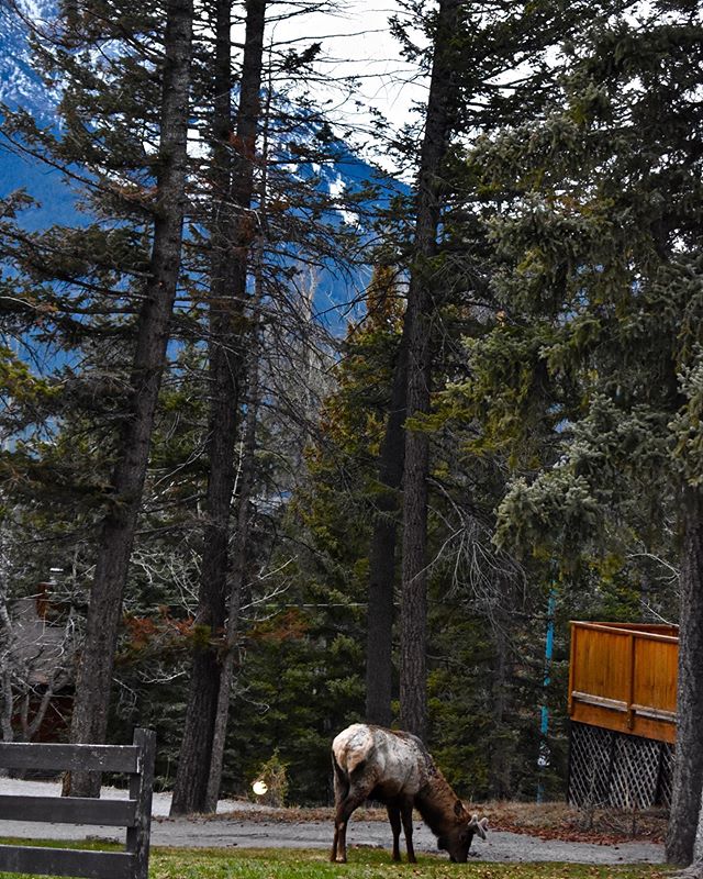 I spent like an hour one evening with this Elk. And then I was ghosted. 😞 @banffcentre #Elk #Banff #Throwback