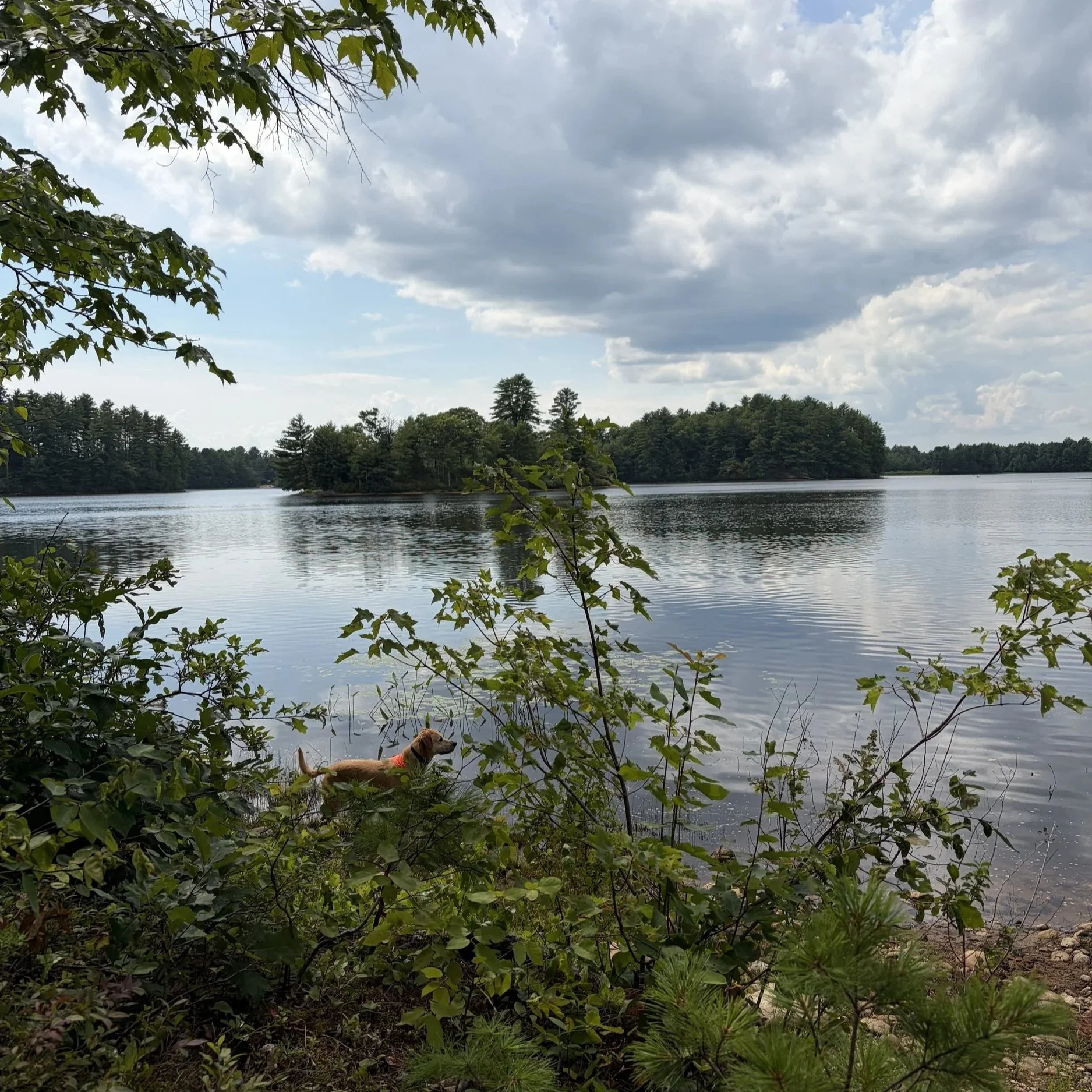 Ghost the dog at Murdock lake in Berwick, ME