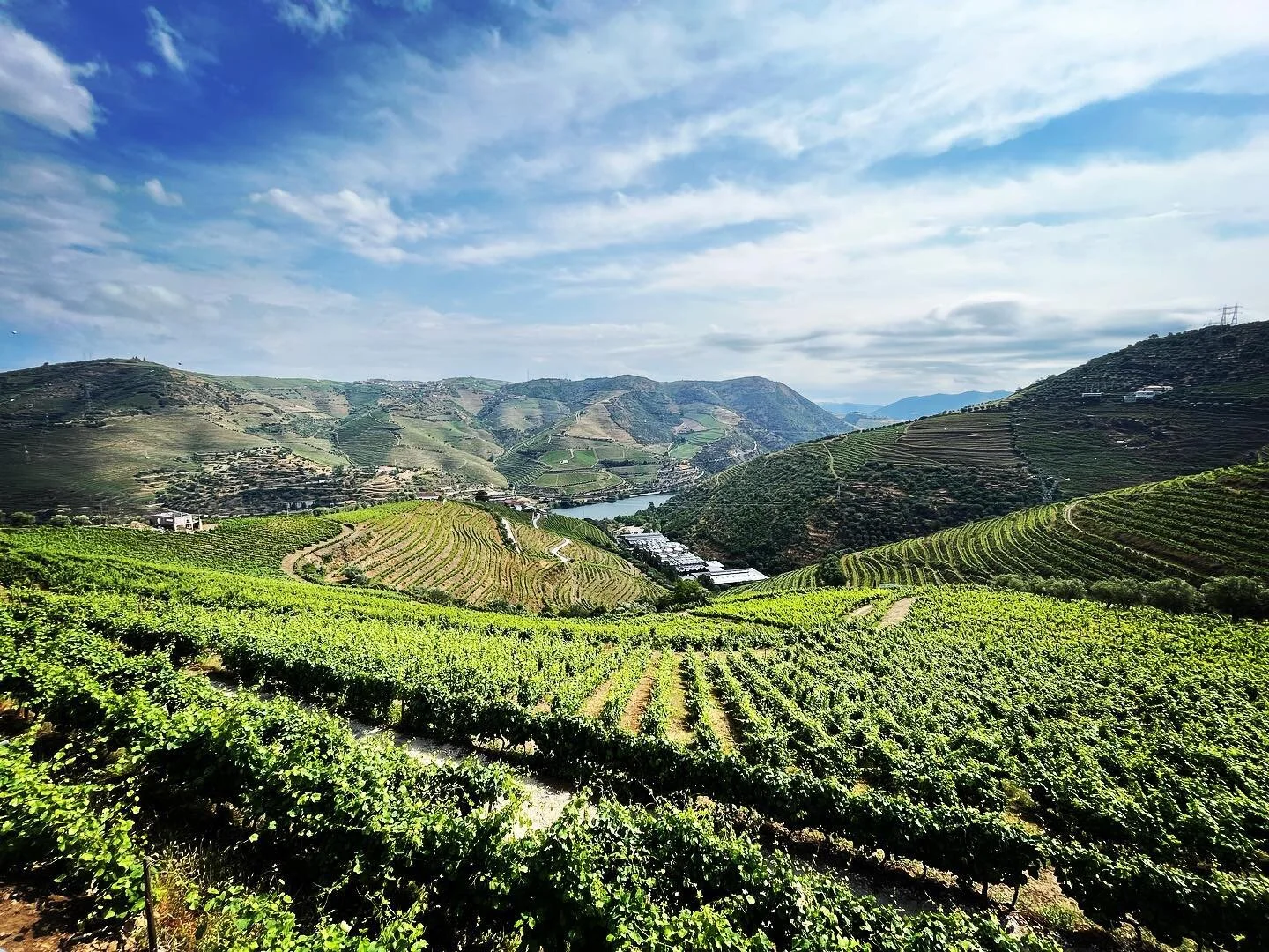 Stunning vineyard views in Porto