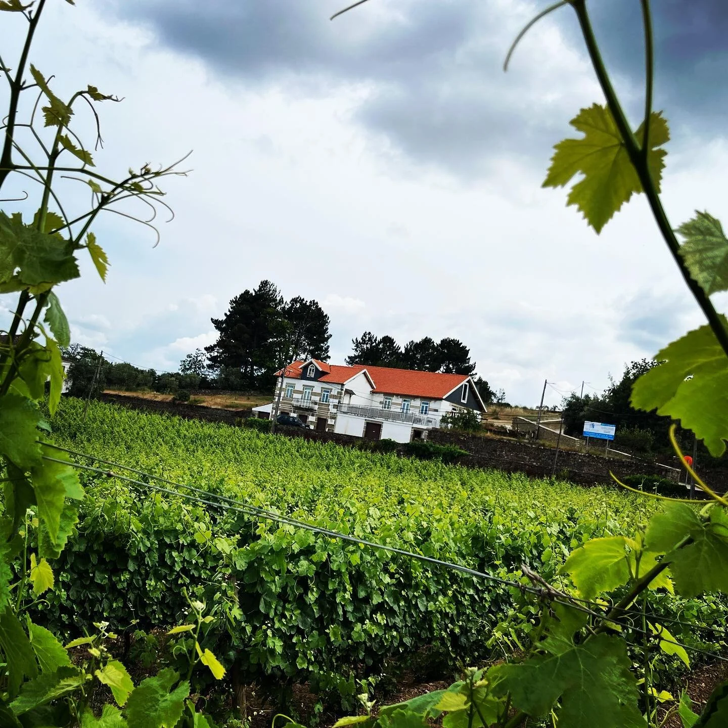 Lost in the Portuguese vineyards