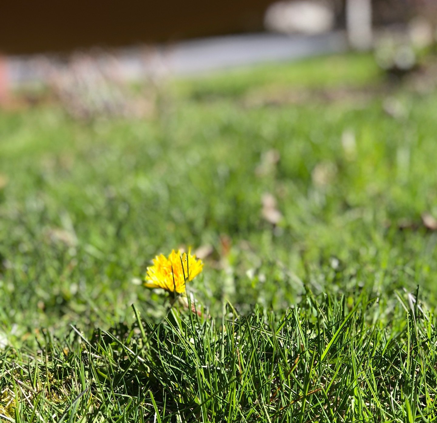 The name derives from the French term dents-de-lion, meaning lion&rsquo;s teeth
Although the dandelion is a well-known weed, this humble plant is also a symbol of hope, healing, and resilience in many cultures around the world. 
Carrying a fistful wi