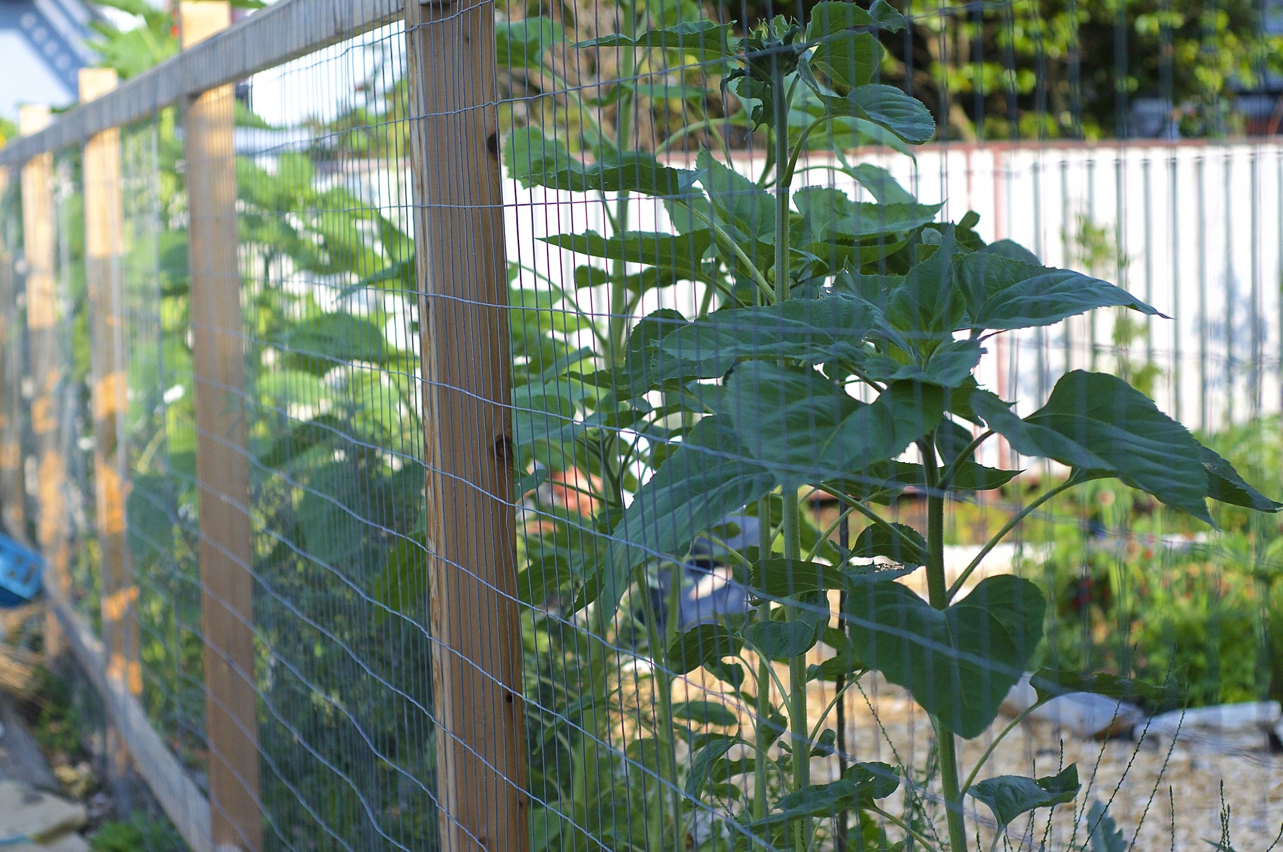 fencesunflower.jpg