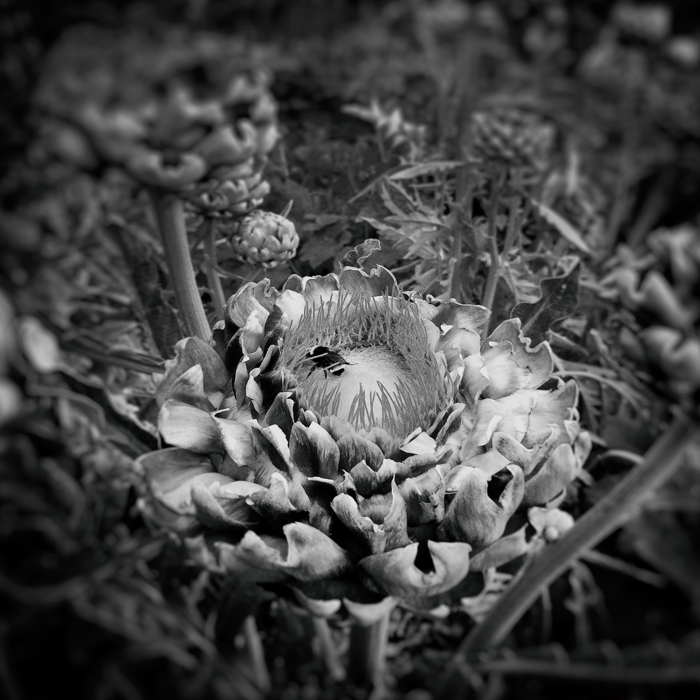Bee&Flower20.jpg