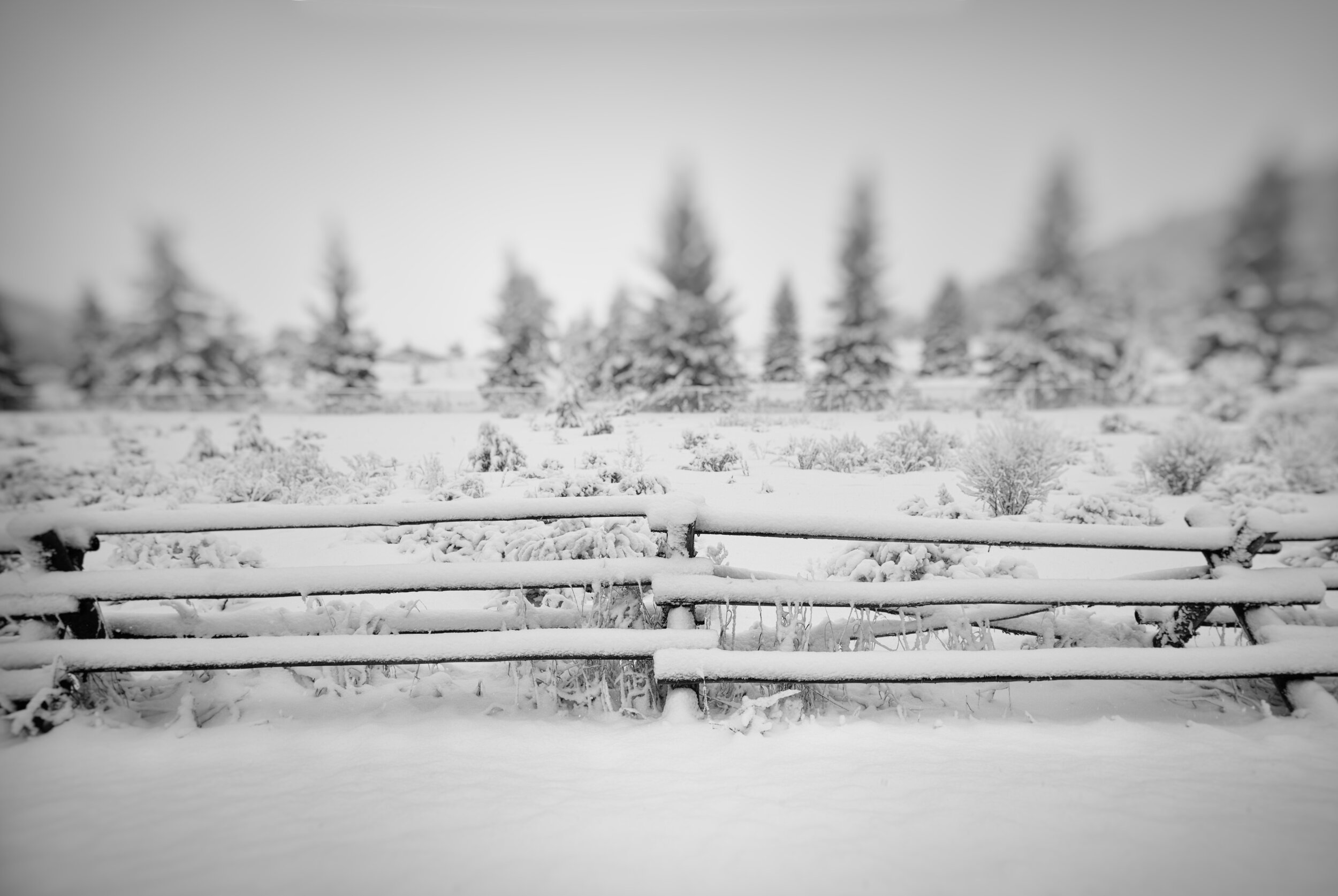 SnowFence2.jpg