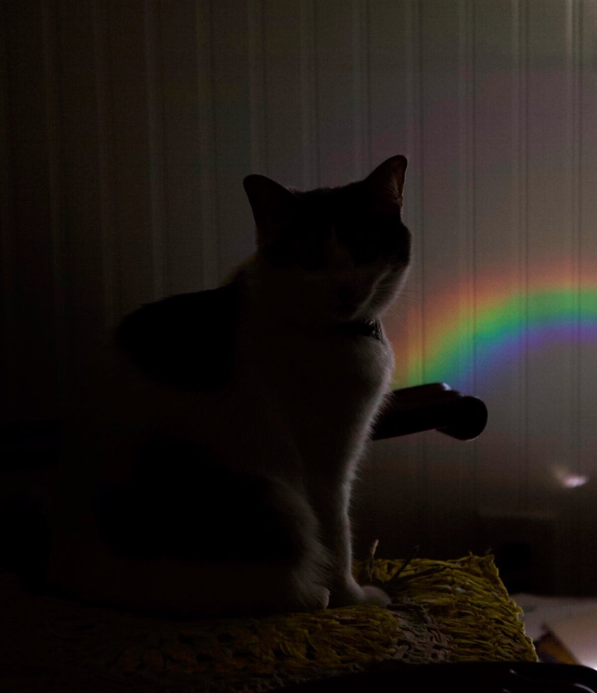 Rainbowcat.jpg