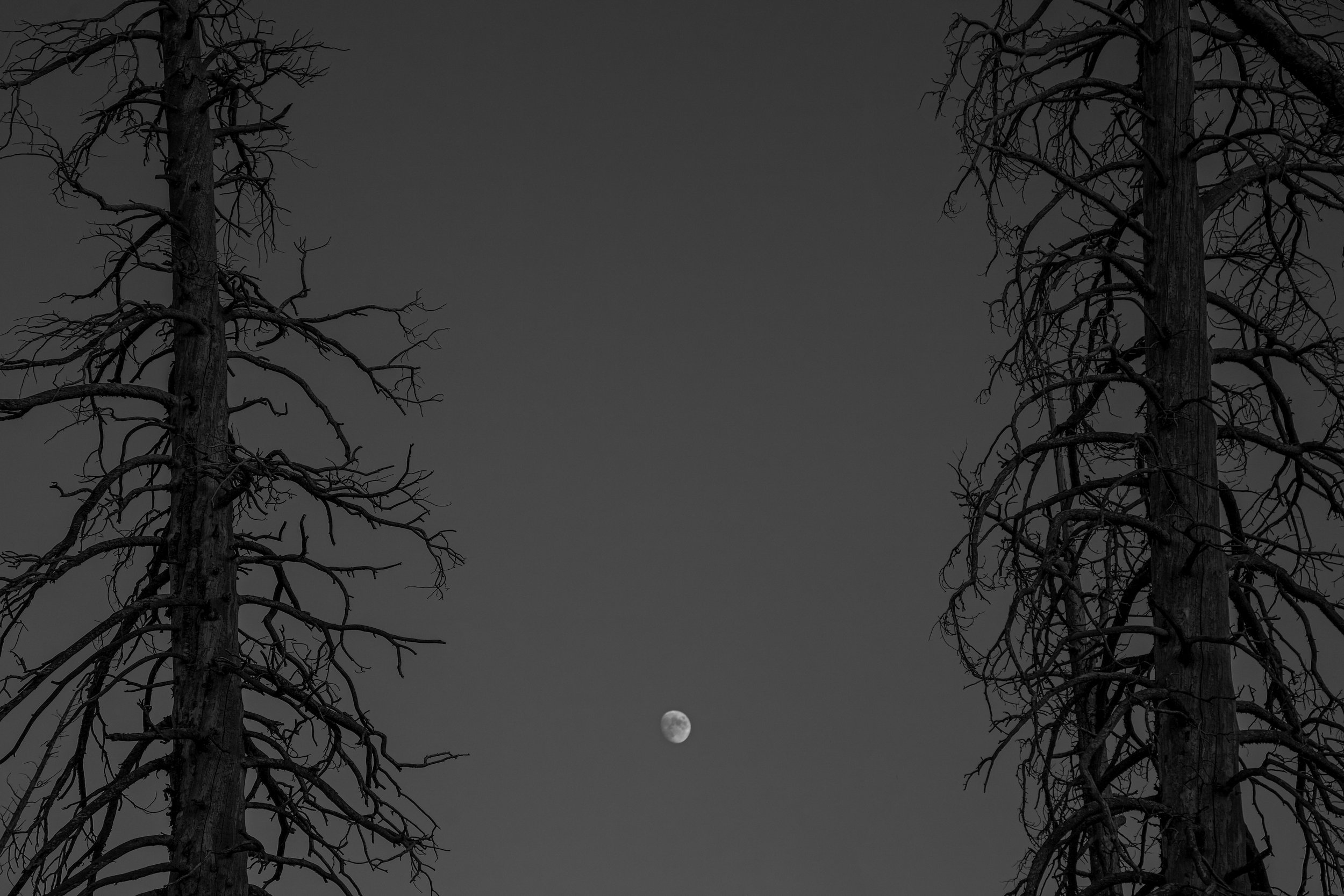 MoonTrees.jpg