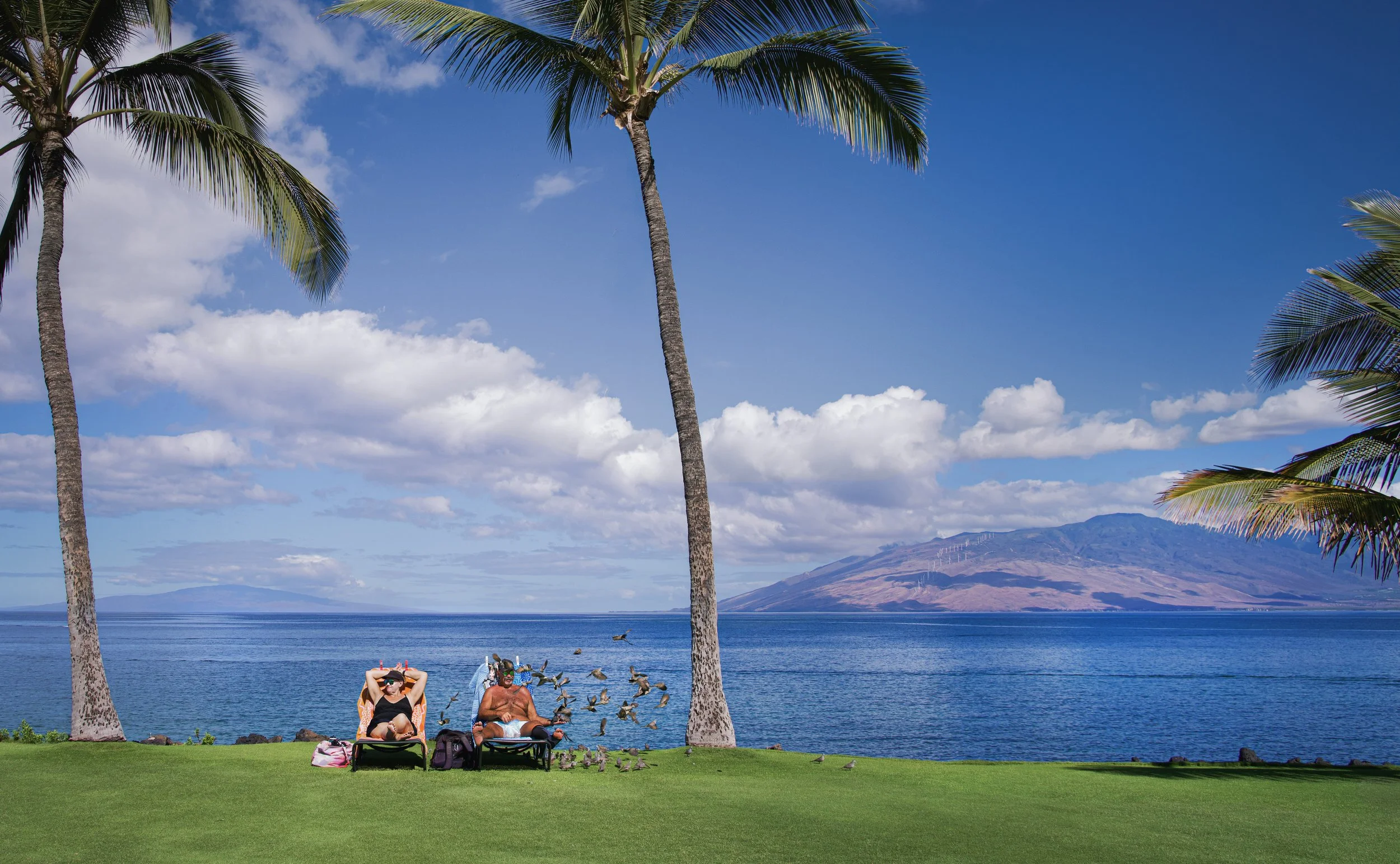 Bird Man of KiheiLR.jpg