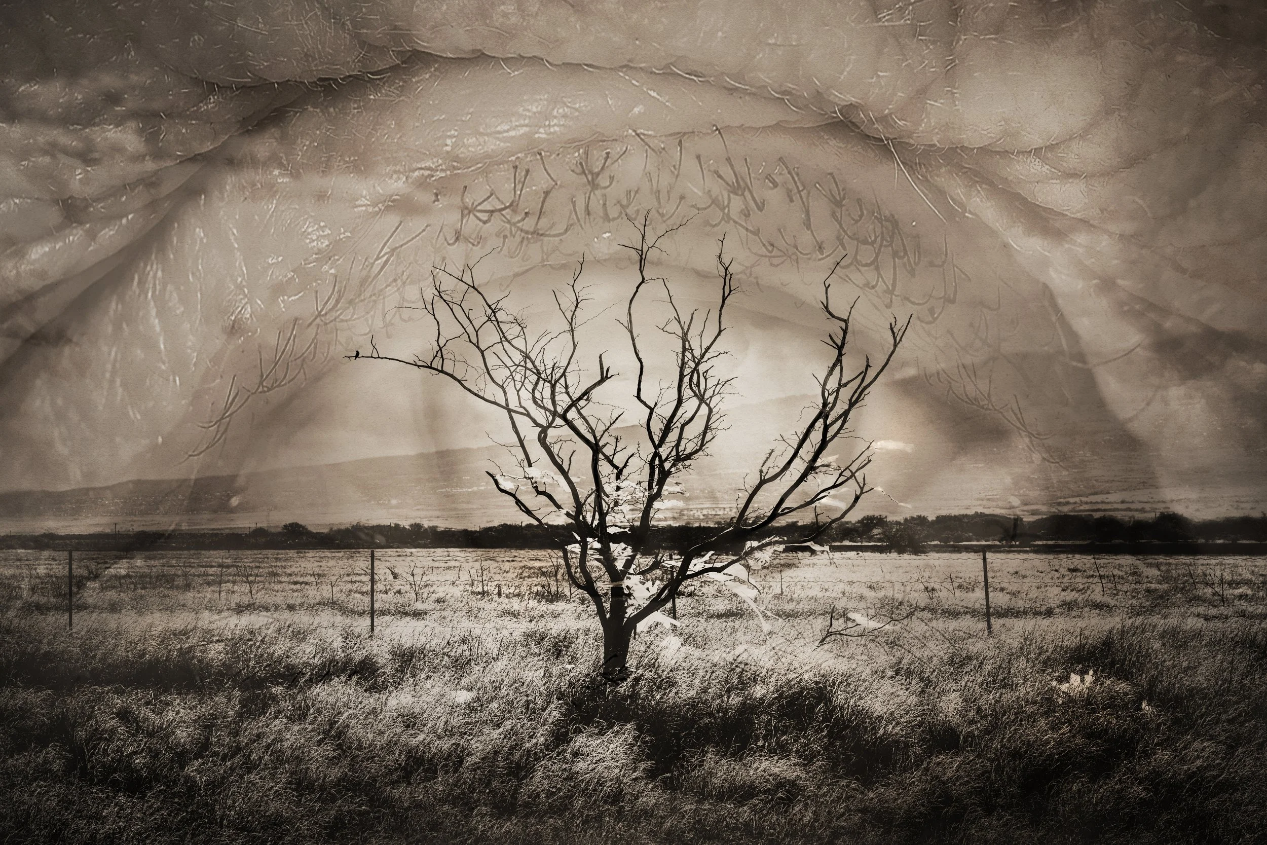 Memory tree 8 sepia LR.jpg