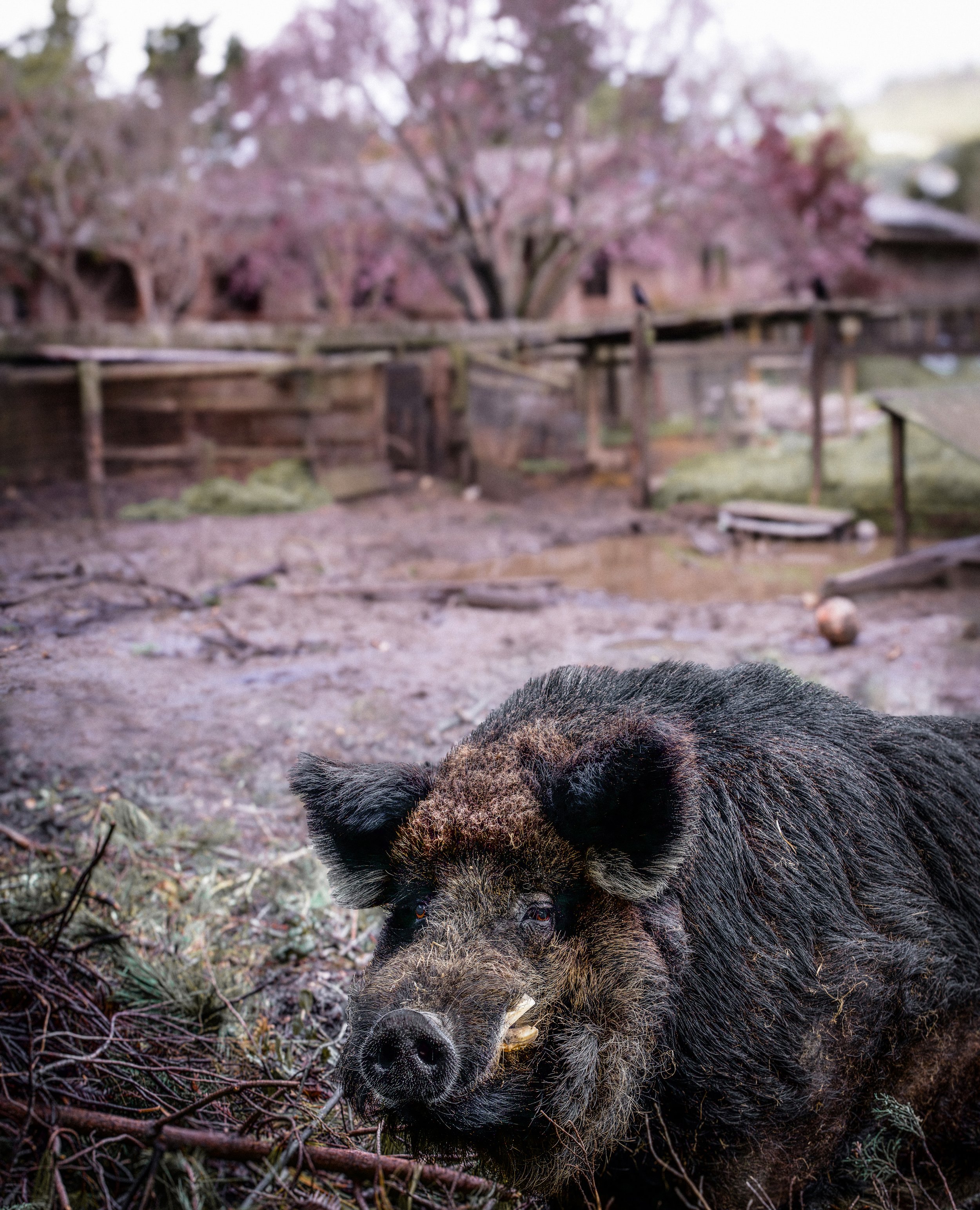 Pig yard copy-2.jpg