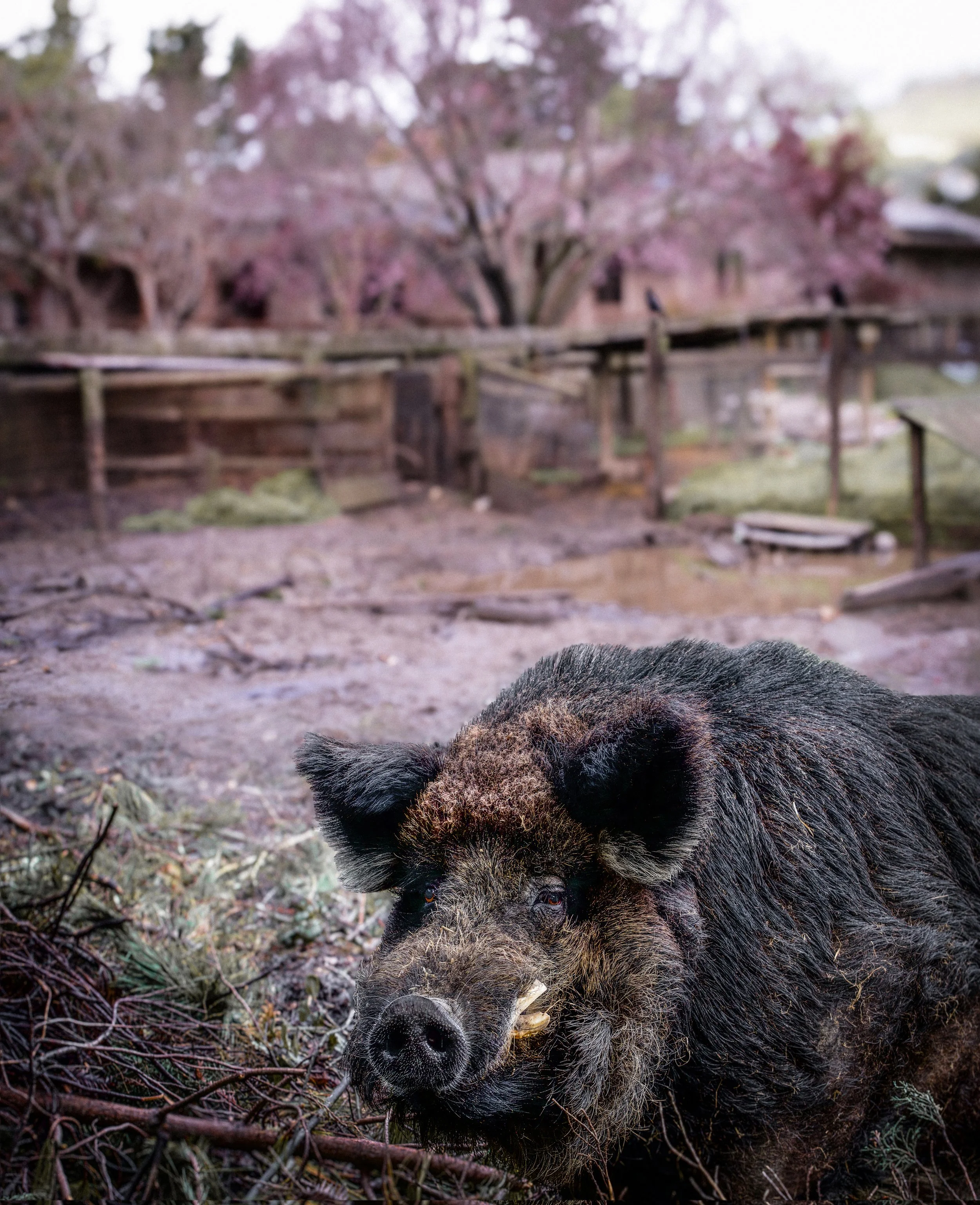 Pig yard copy 4.jpg