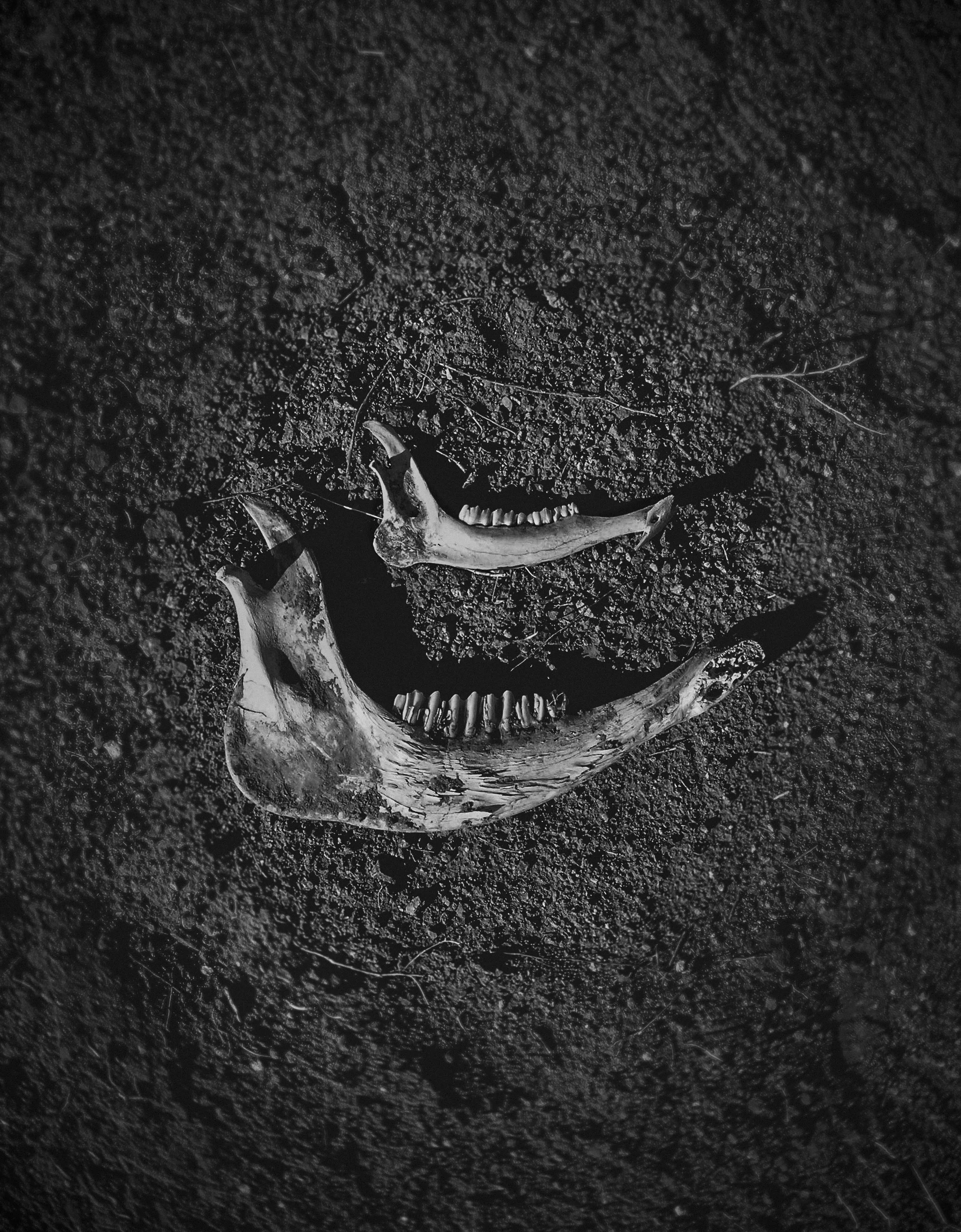 Jawbones BWcrop.jpg