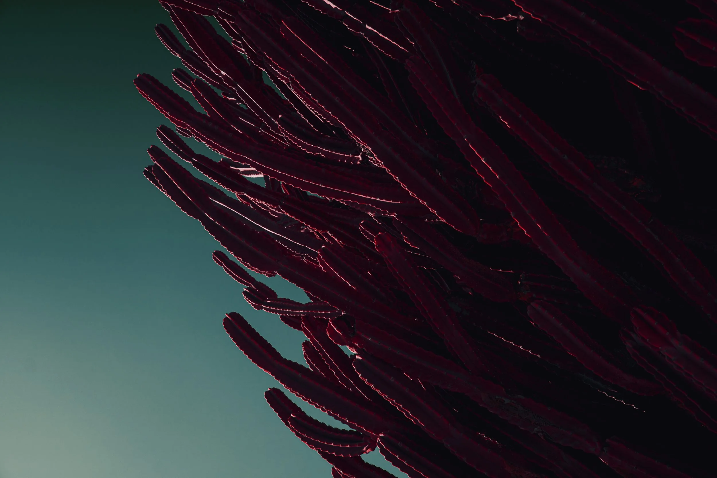 Red Cactus1LR.jpg