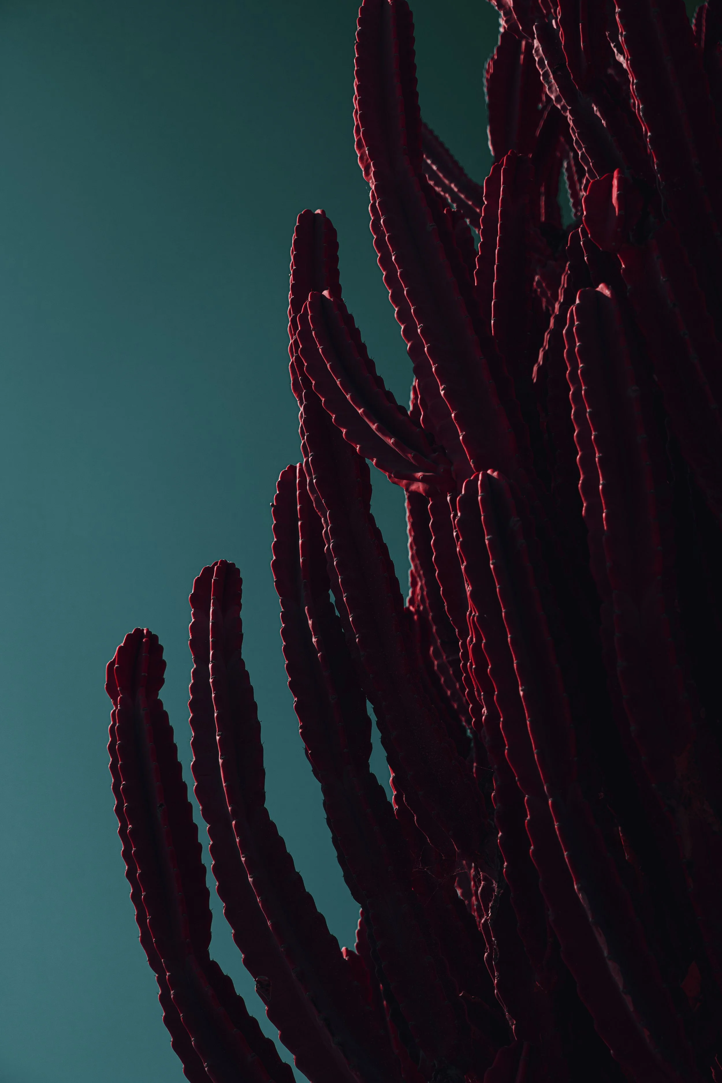 RedCactus3LR.jpg