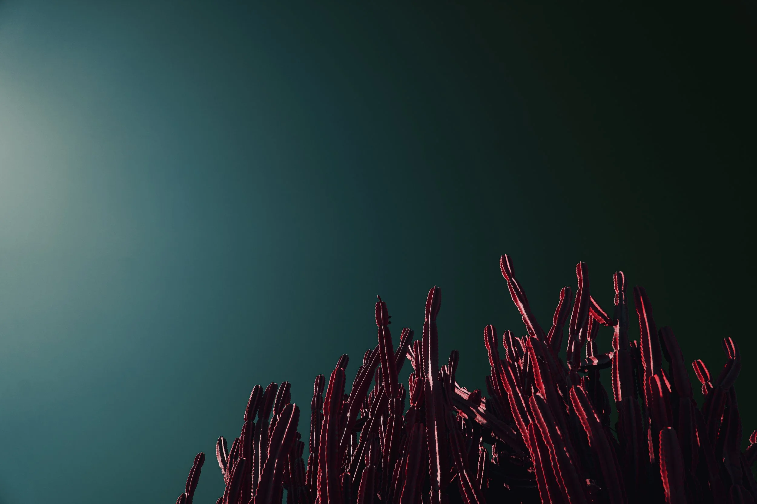 Red Cactus 2LR.jpg