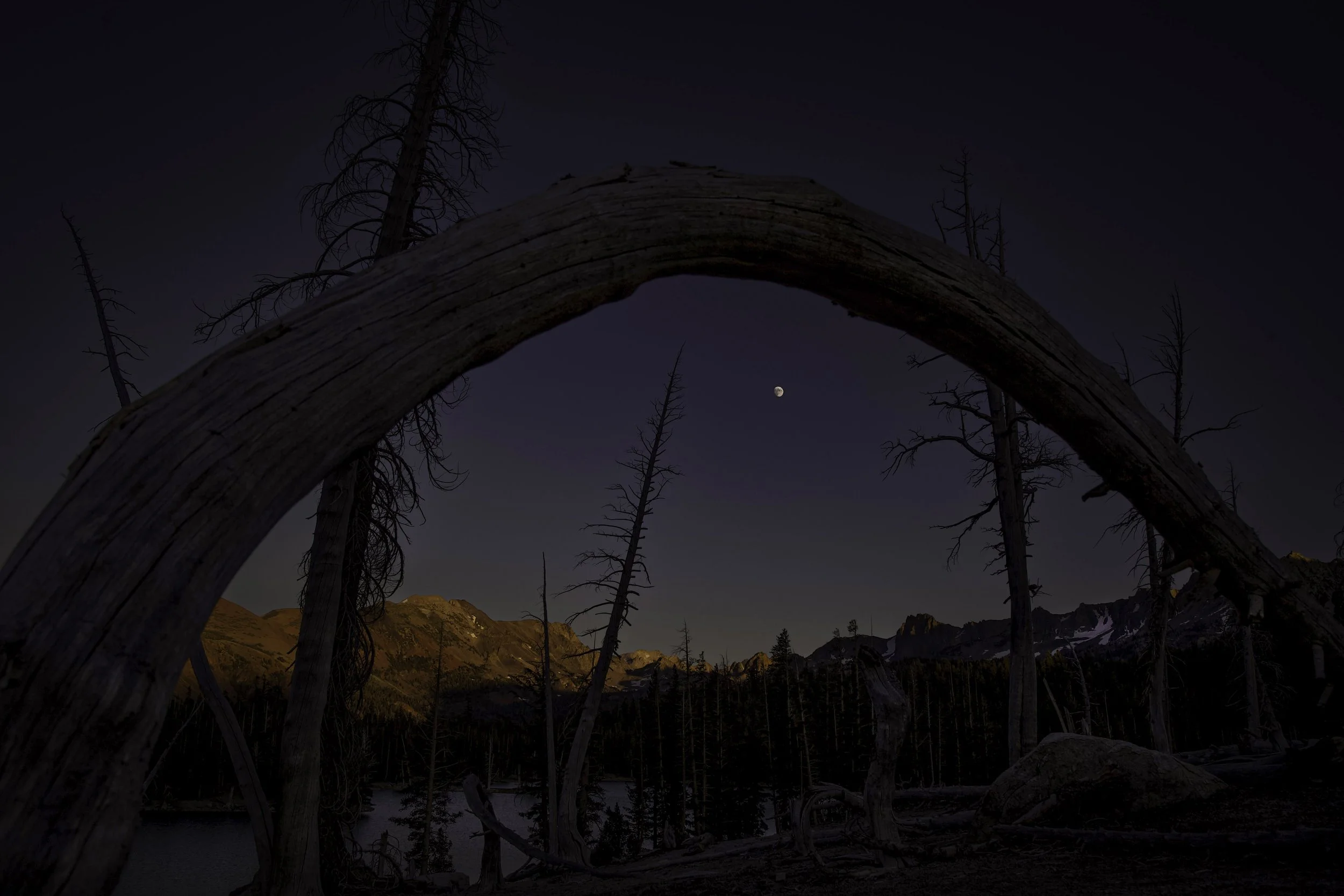 Mammoth Bend Tree LR.jpg
