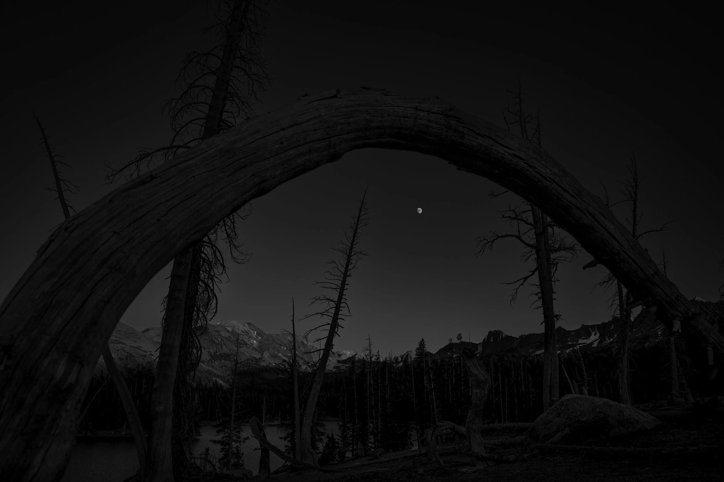 Mammoth Bend Tree BW LR.jpg