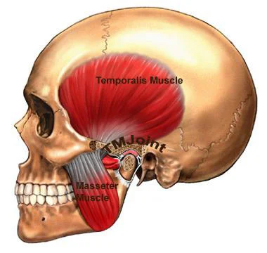tmj.jpg
