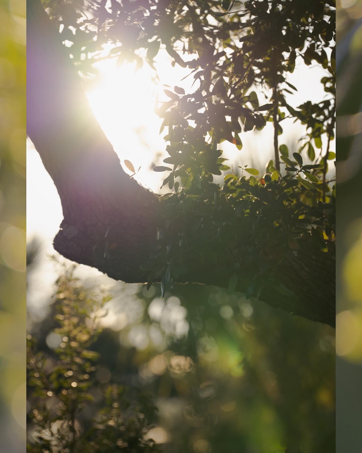 She said yes! ✨ (swipe to see the moment 🥹)

Shelby &amp; Camden&rsquo;s golden hour proposal was everything &mdash; quiet, emotional, and full of that kind of light you only get for a few fleeting minutes.
So honored to capture the start of their f