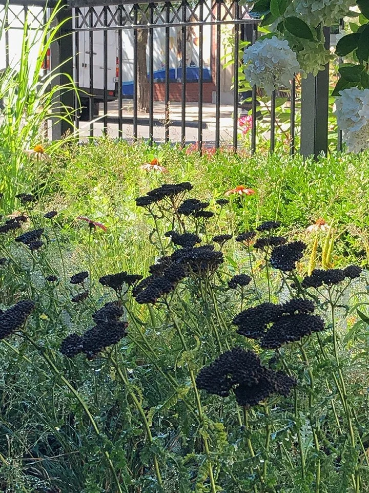 garden - ANDREA 1.jpeg