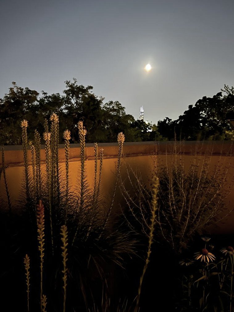 garden - CAROL 1.jpeg