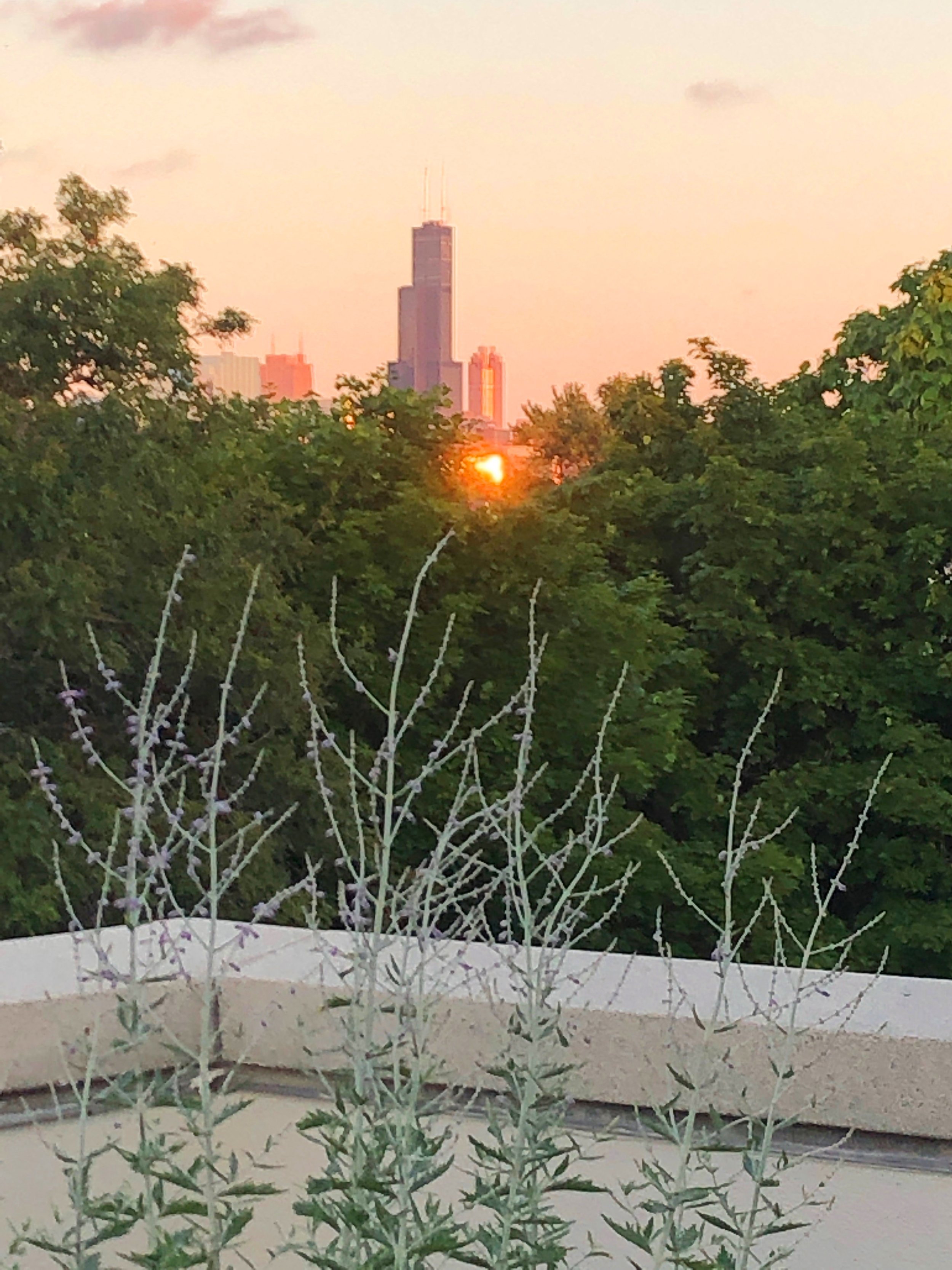 garden - CAROL 2.jpeg