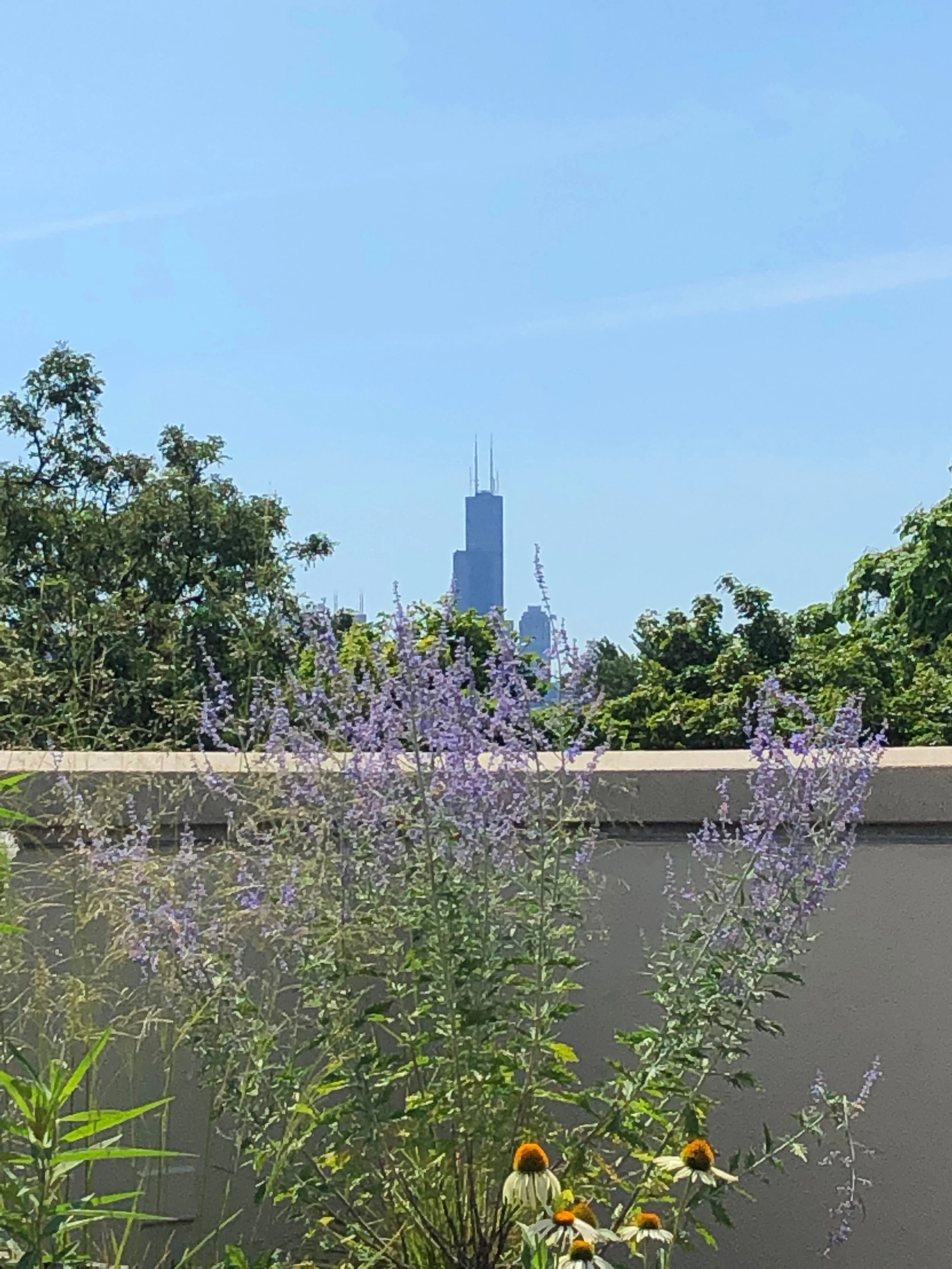 garden - CAROL 5.jpeg