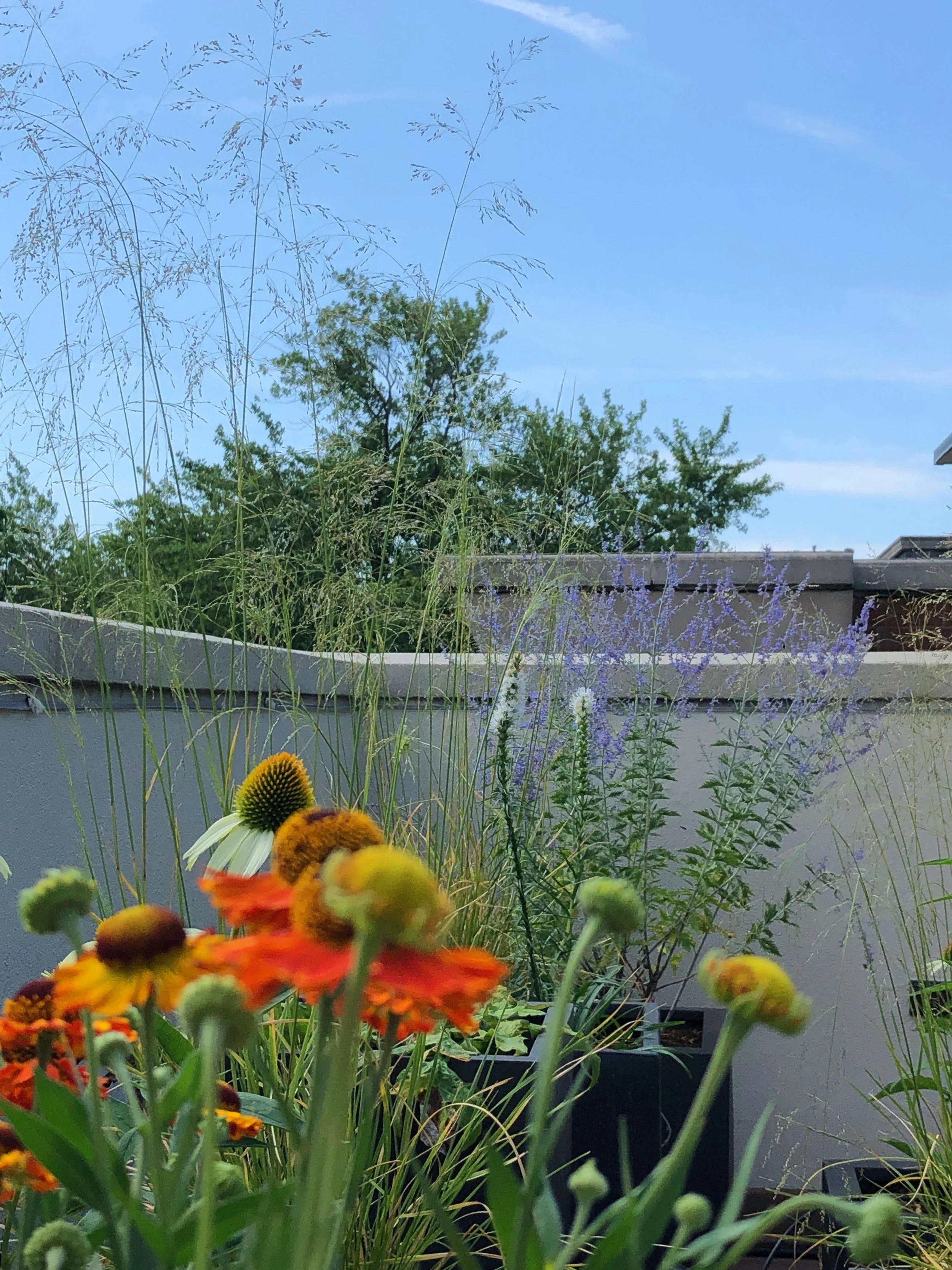 garden - CAROL 6.jpeg