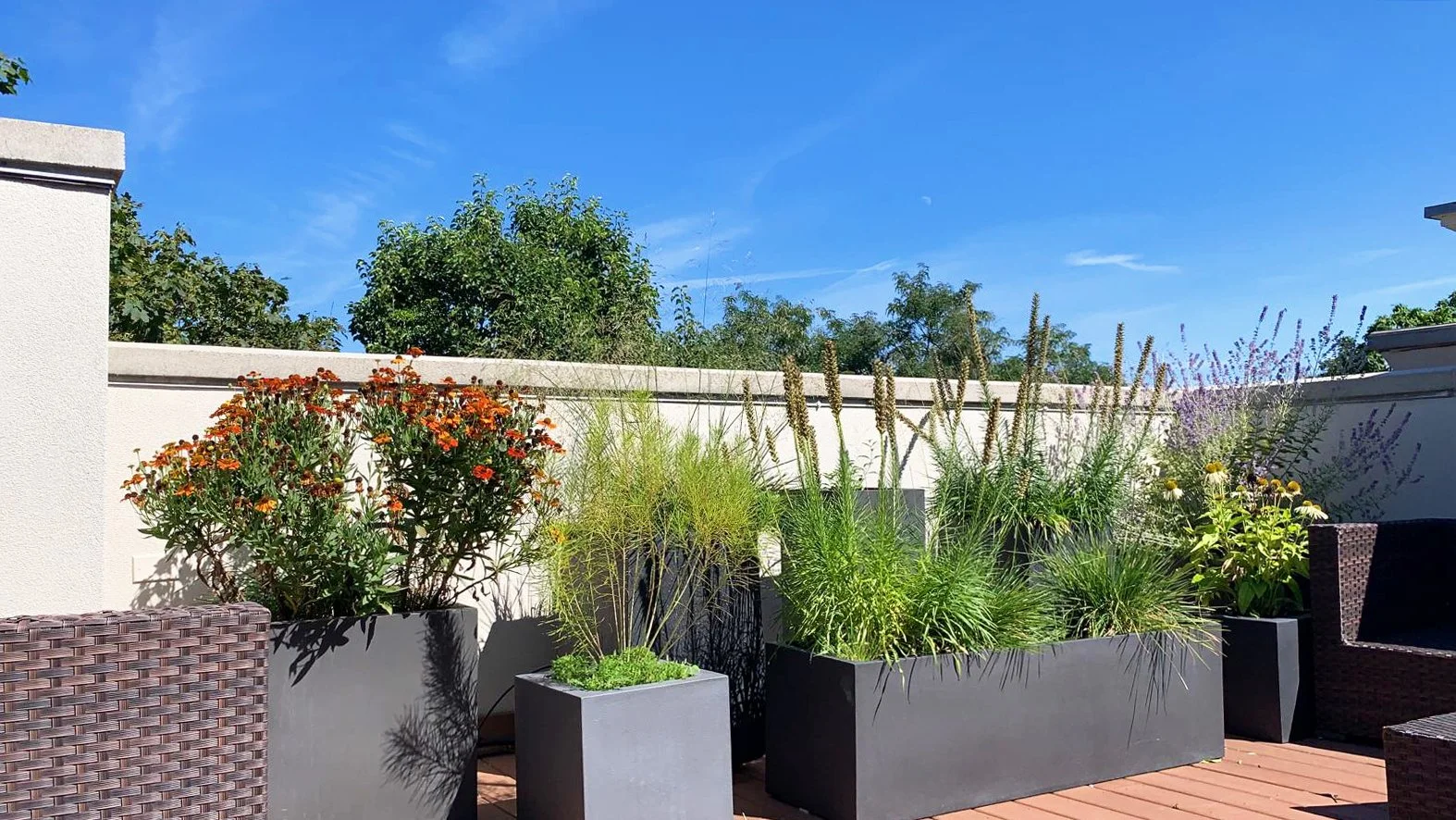 garden - CAROL 11.JPG