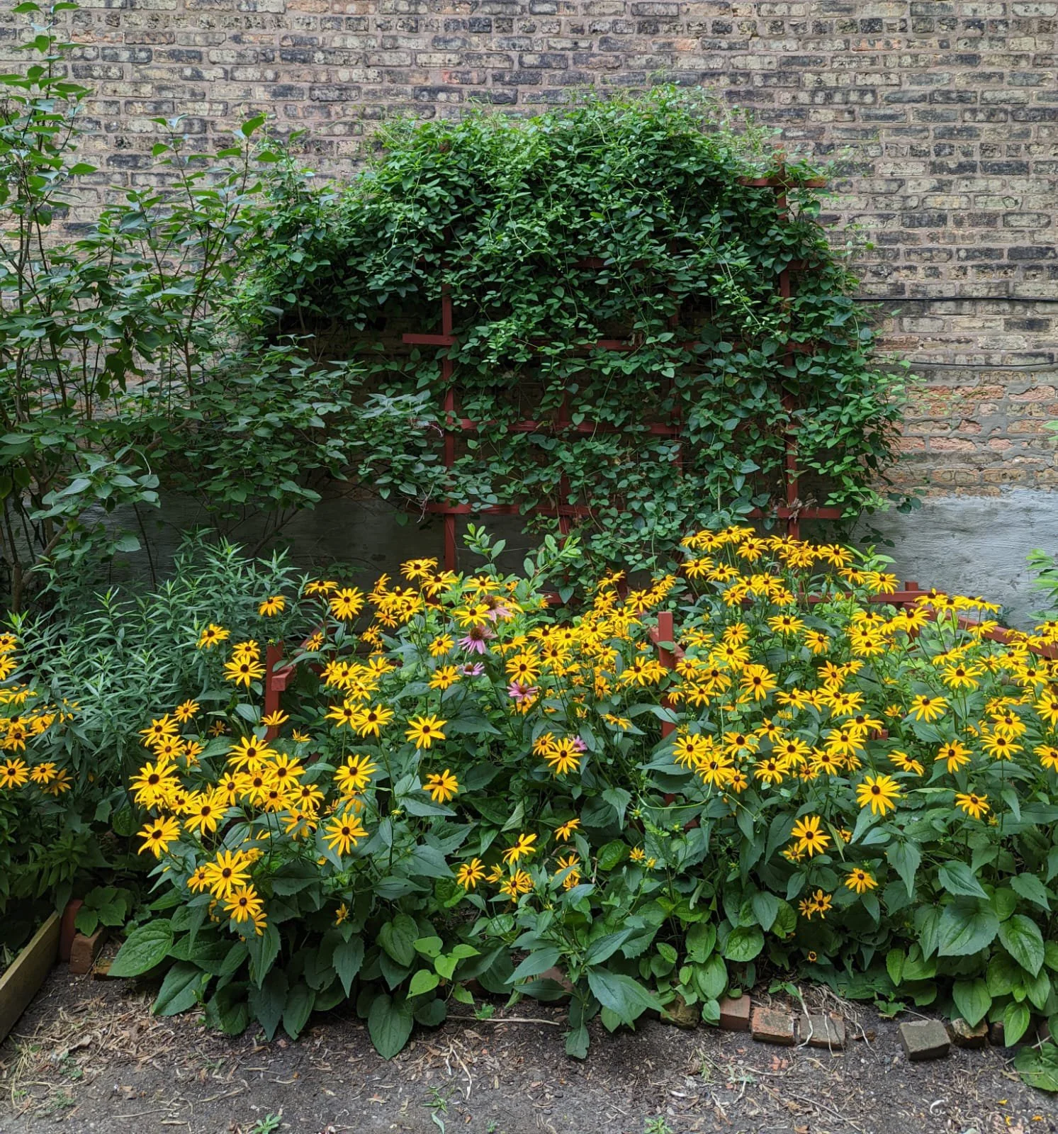 garden - TED 9.JPG