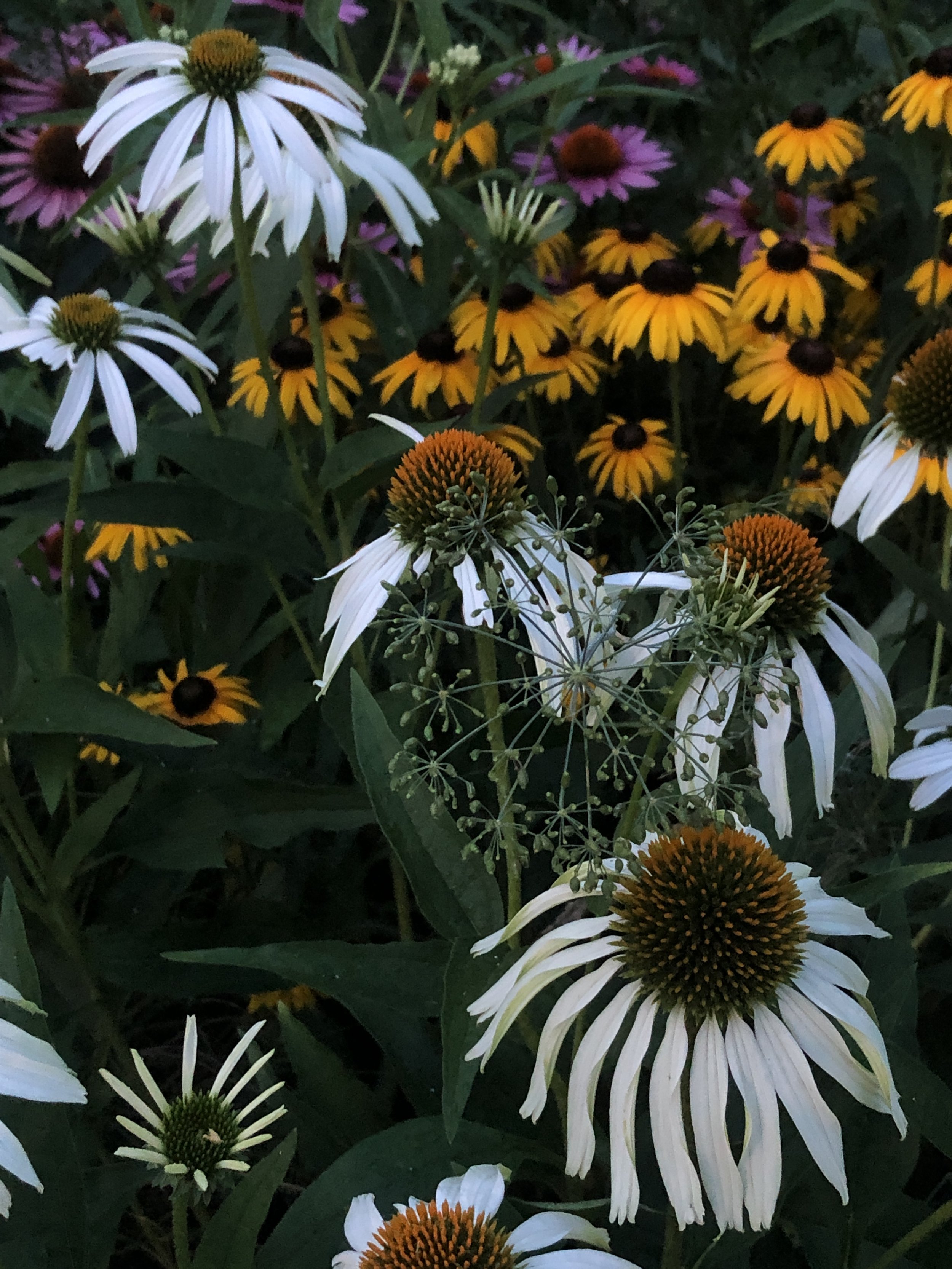 garden - RICKI 22.JPG