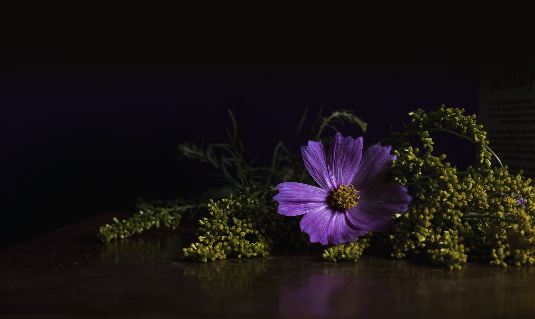bright-purple-flower_4460x4460.jpg