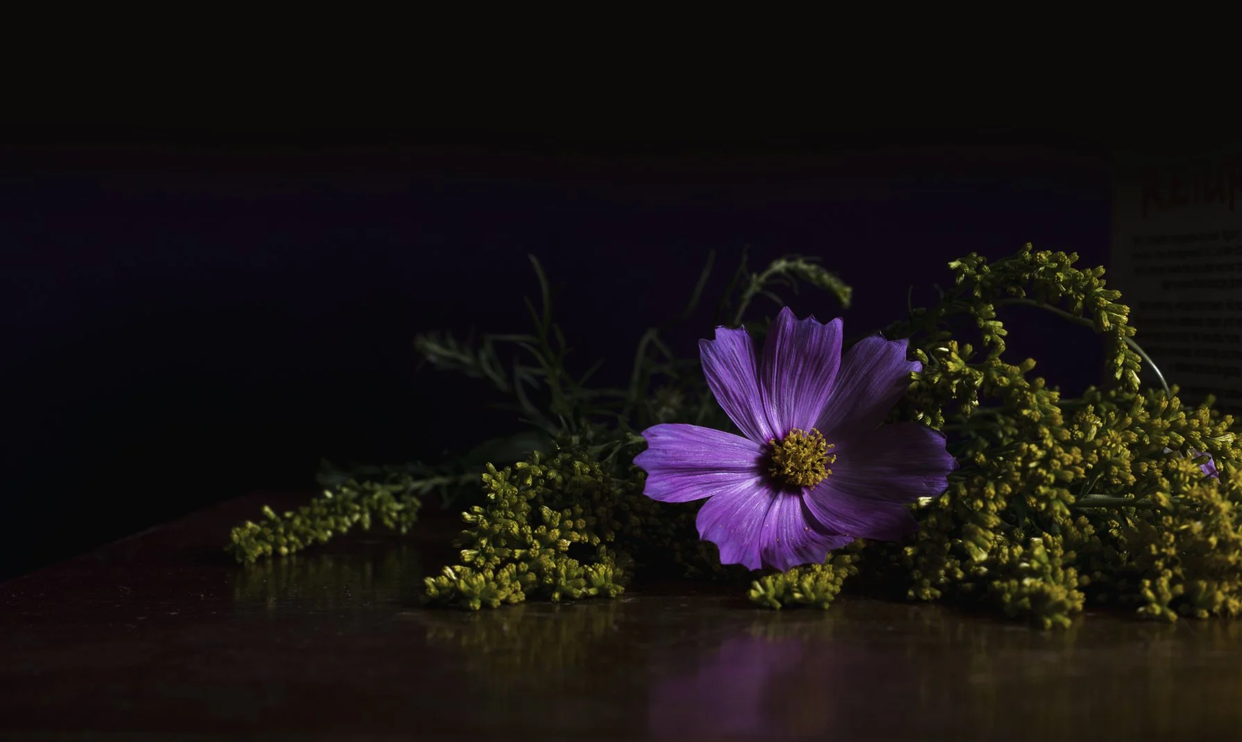 bright-purple-flower_4460x4460.jpg
