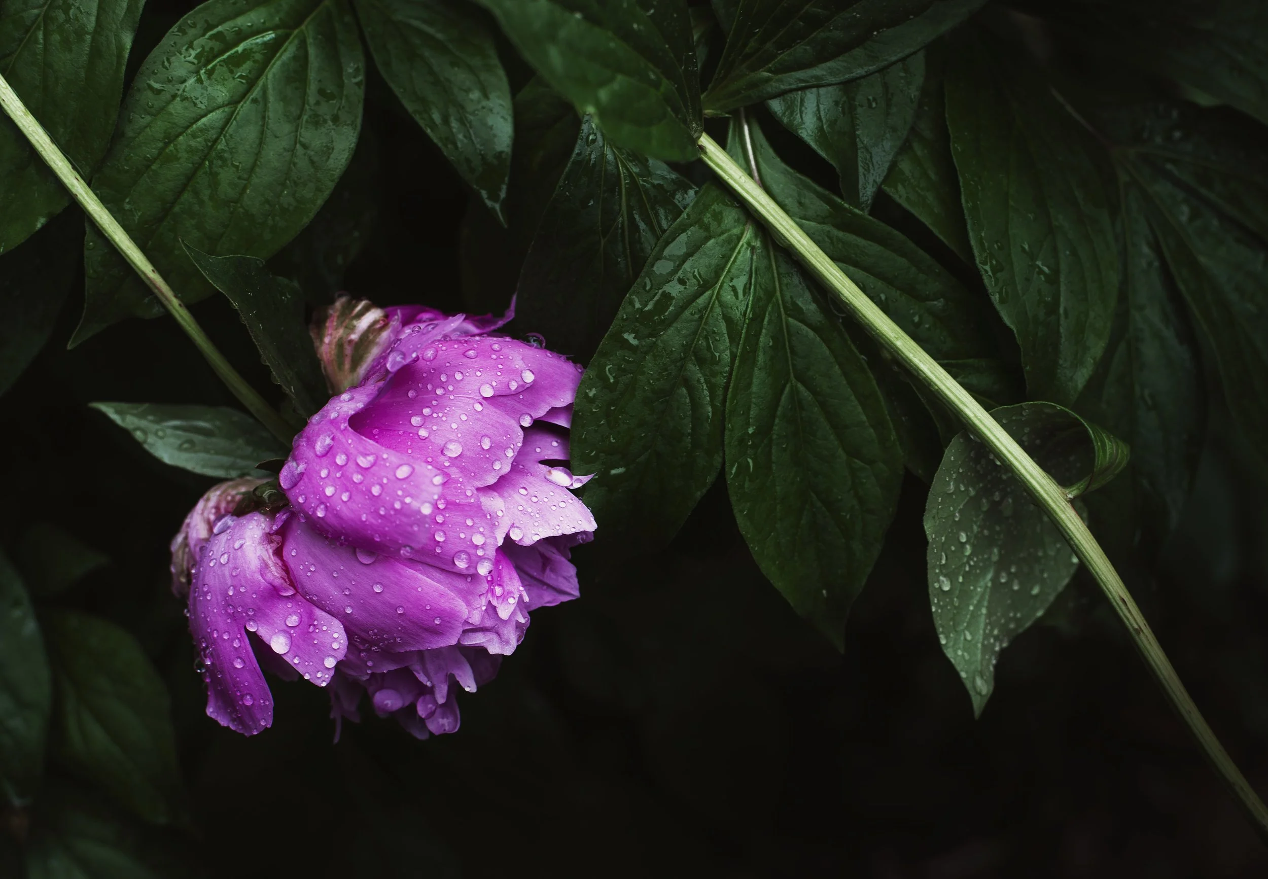 pink-peonies-flowers-in-bloom_4460x4460.jpg