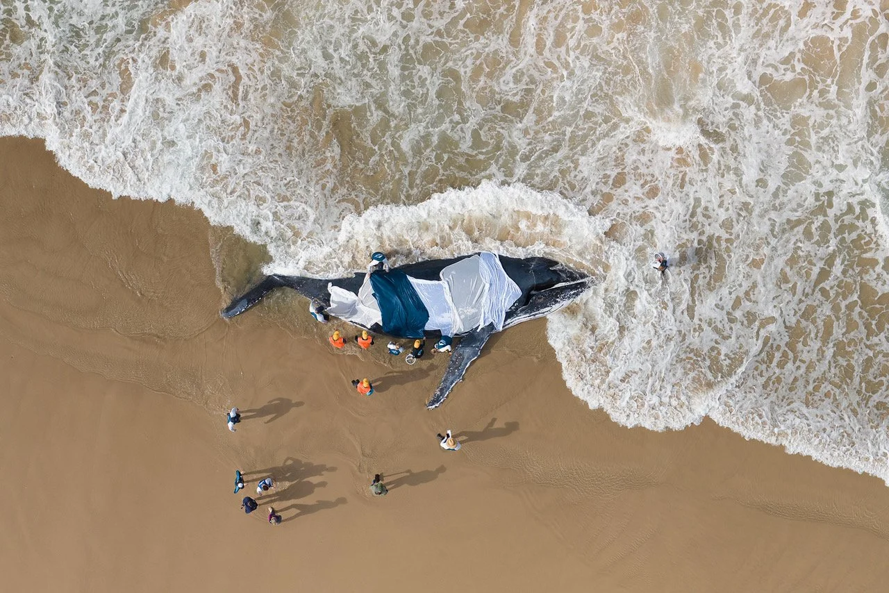 Local Byron Photographer Wins at Ocean Photographer of the Year Awards