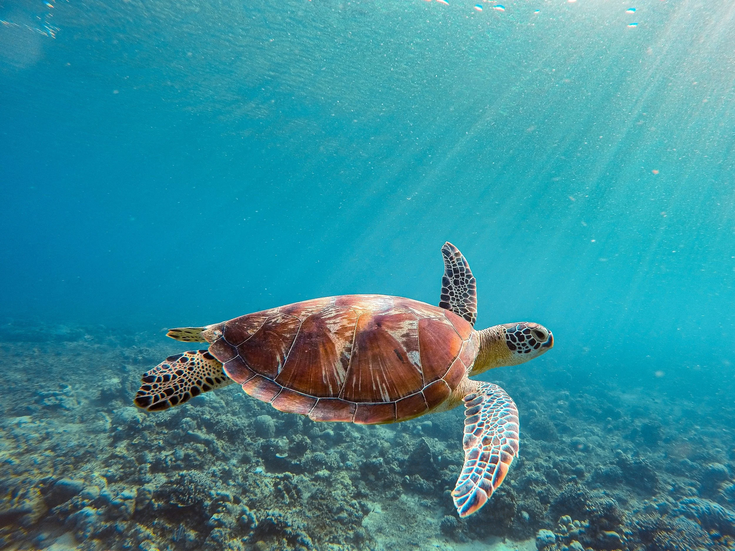 The Fragile Future of Our Sea Turtles 