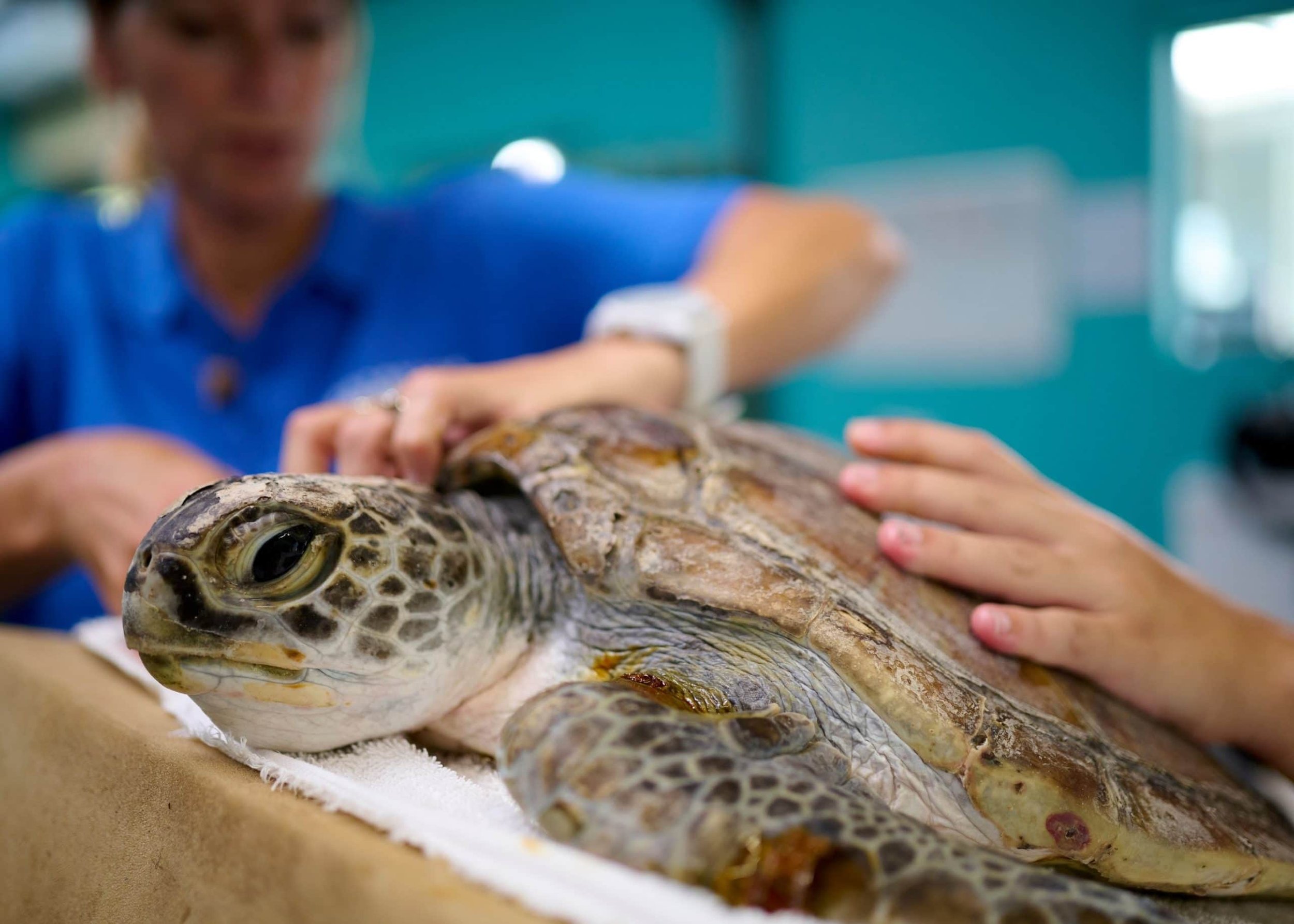 Guardians of the Coast: The Volunteers Rescuing Seabirds and Sea Turtles