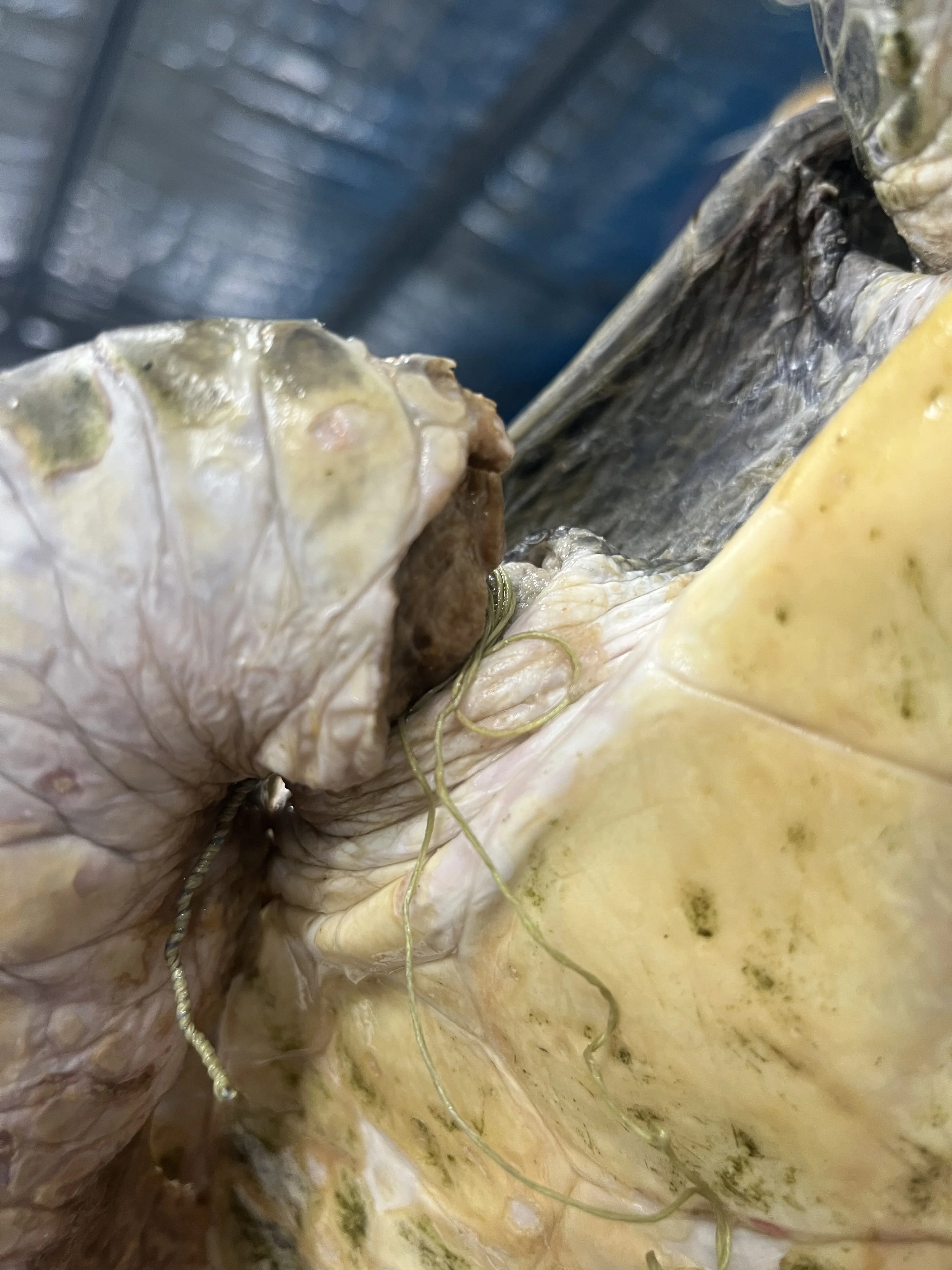 Carlos Flipper 2.jpeg