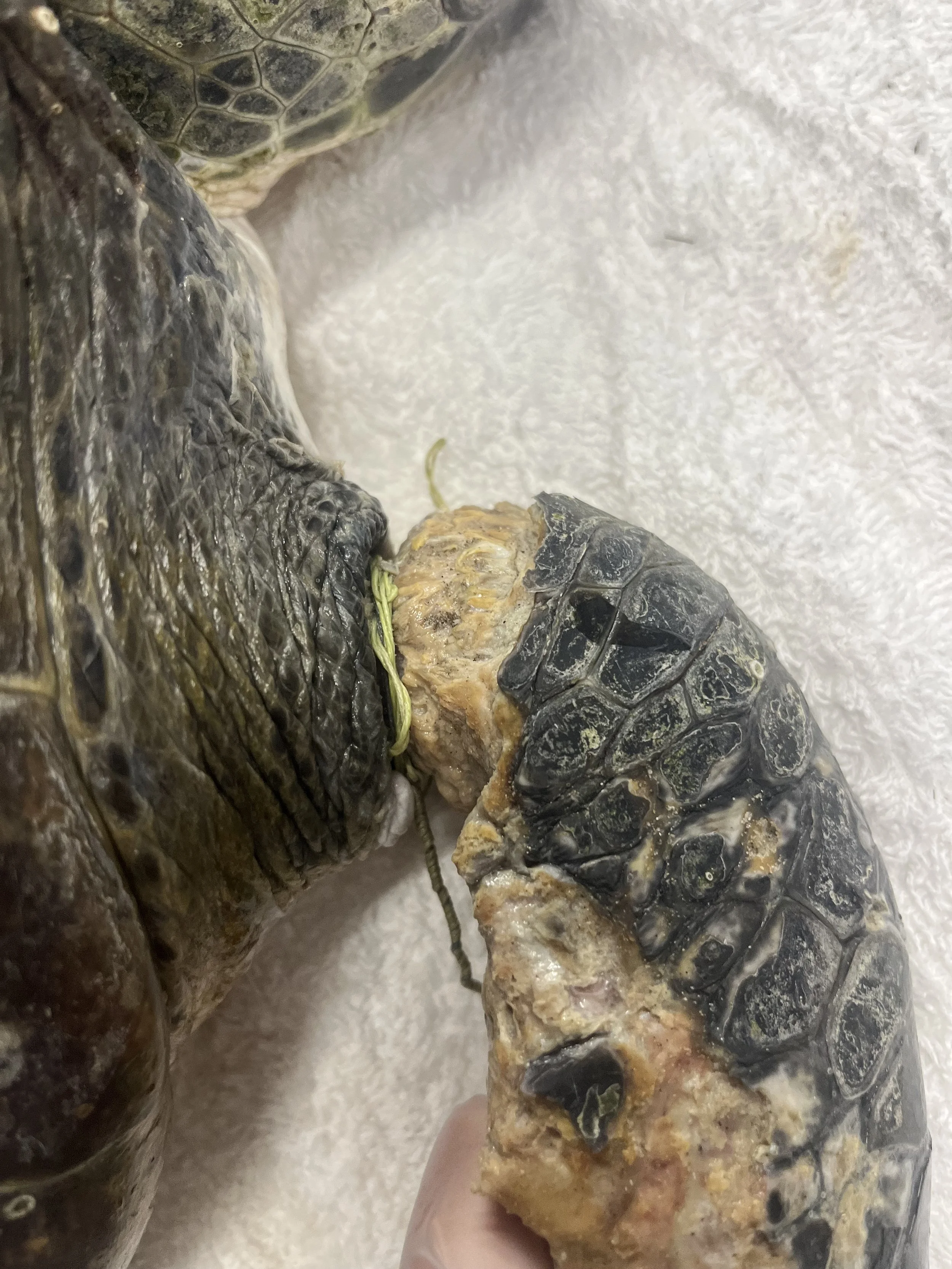 Carlos Flipper 1.jpeg