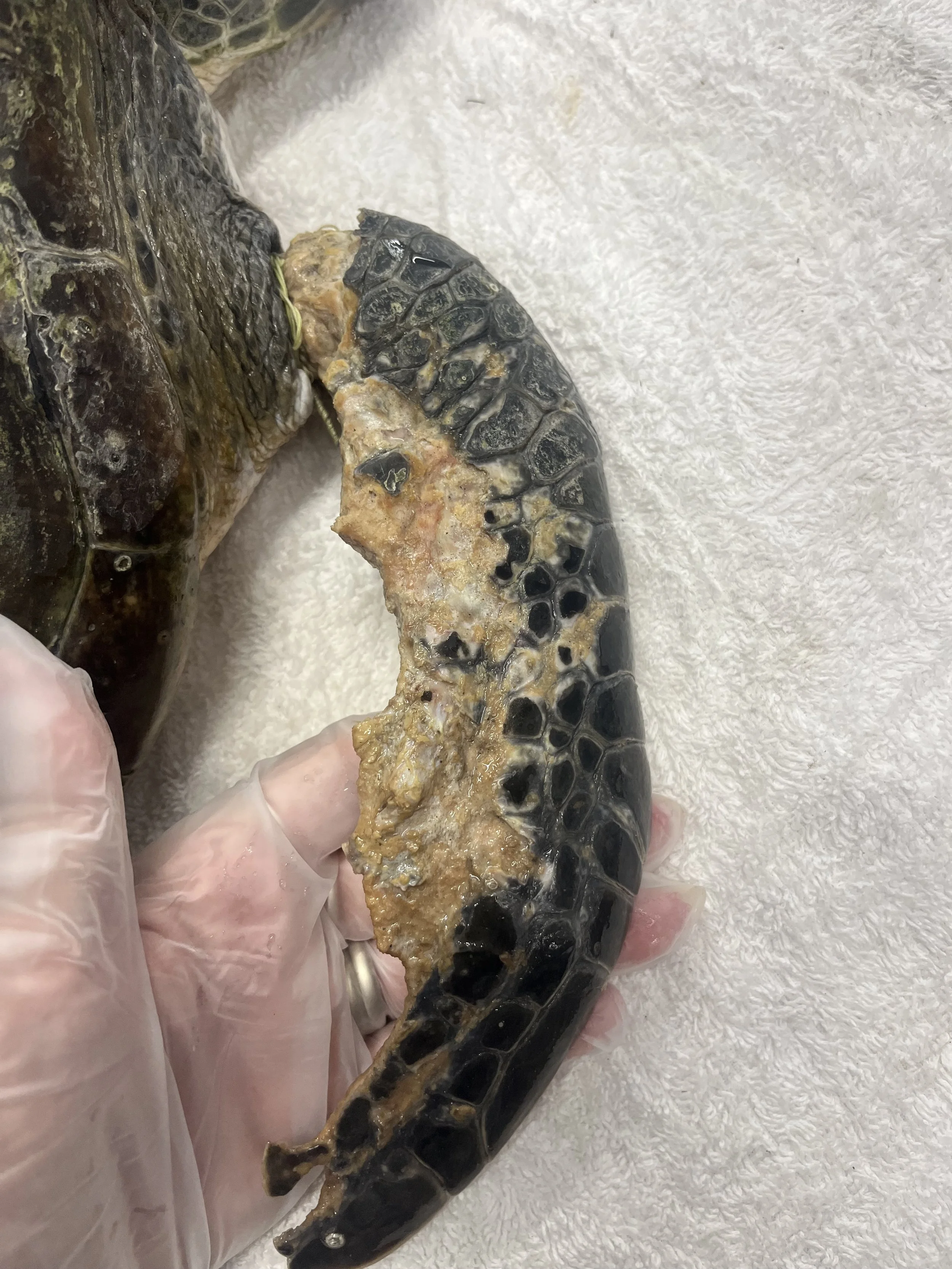 Carlos Flipper 3.jpeg