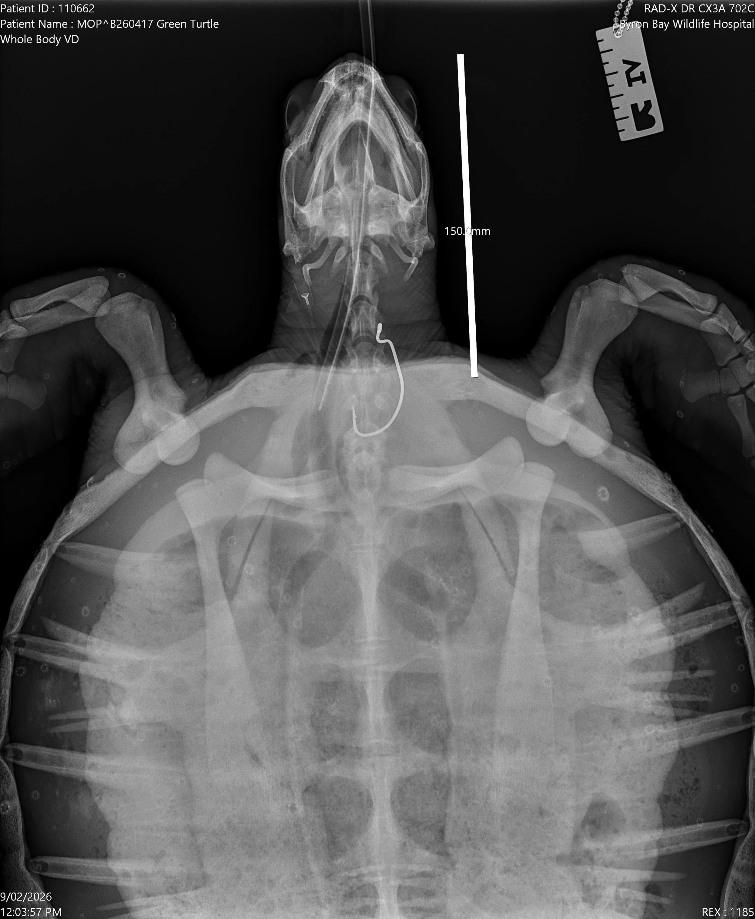 Pickles hook rads 1.jpg