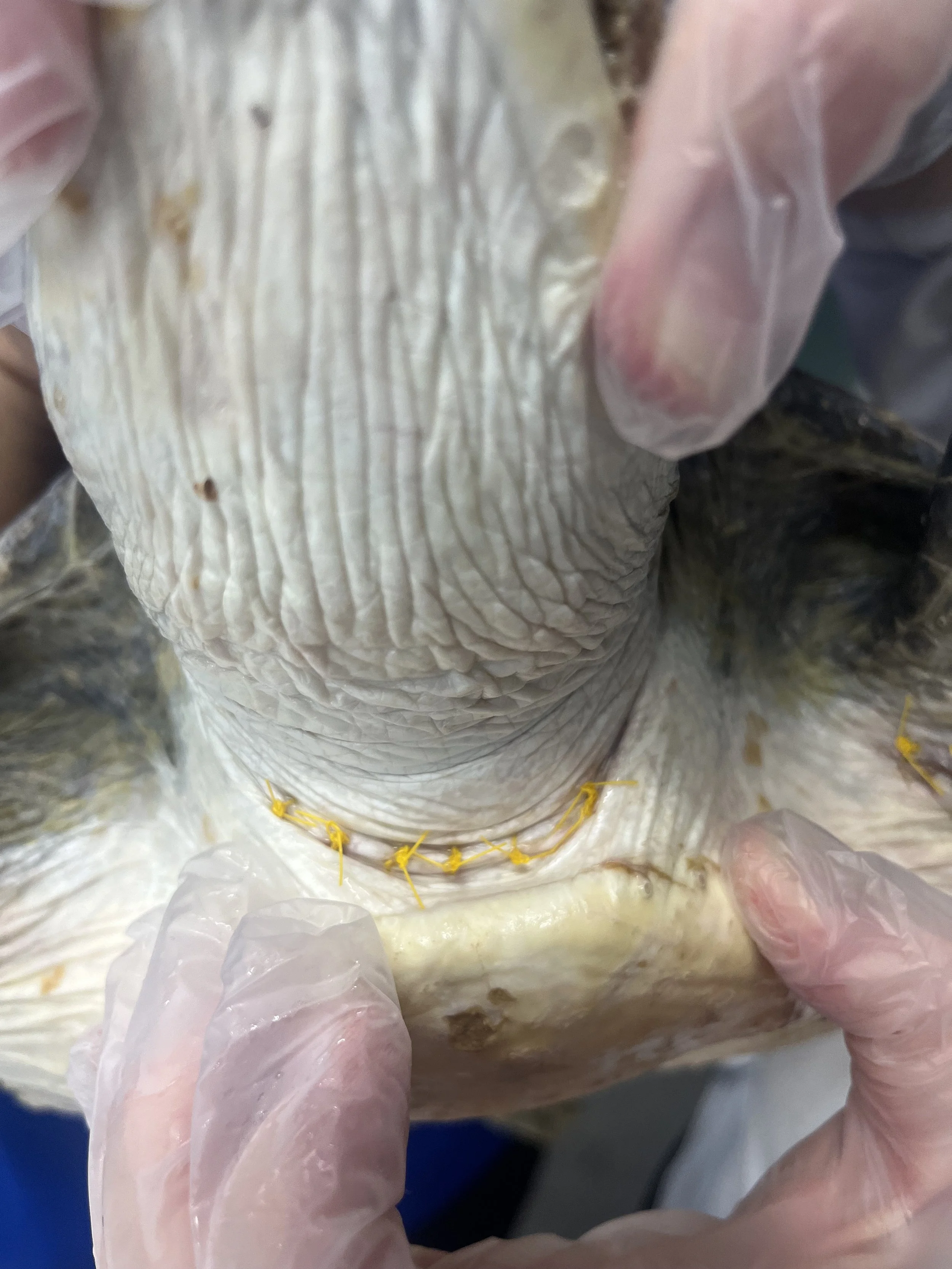 Pickles injury 2.jpeg