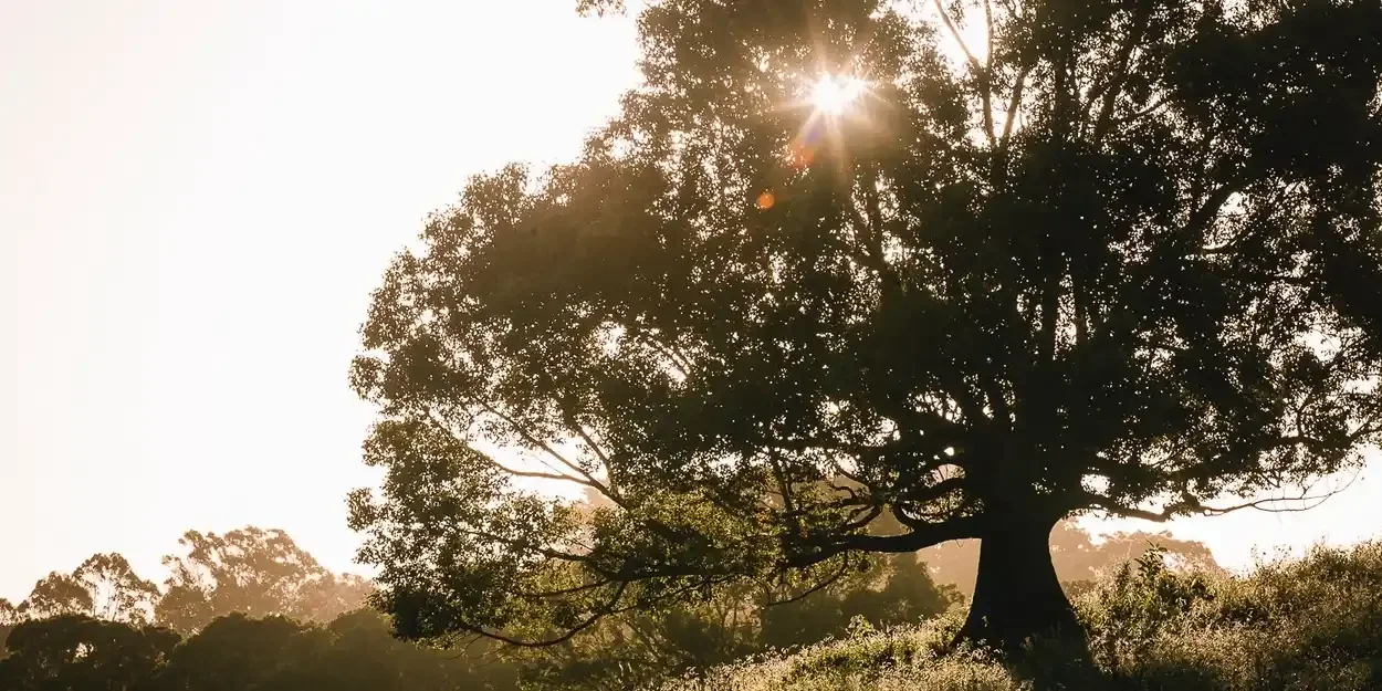 Half-Light: The Autumn Equinox Celebration at Frida's Field